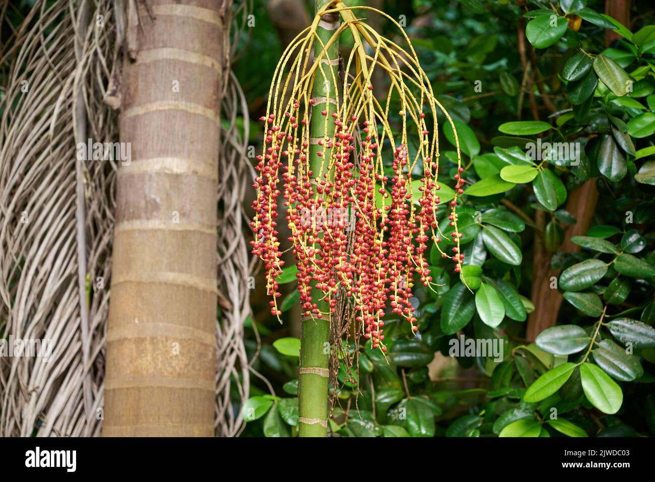 A closeup shot of berries of a peach palm Stock Photo Alamy