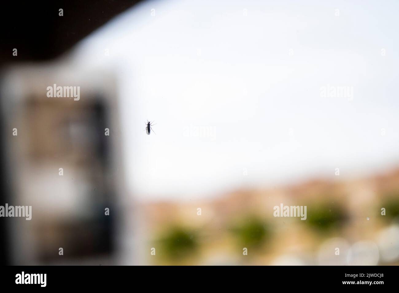 Mosquito on a window Stock Photo