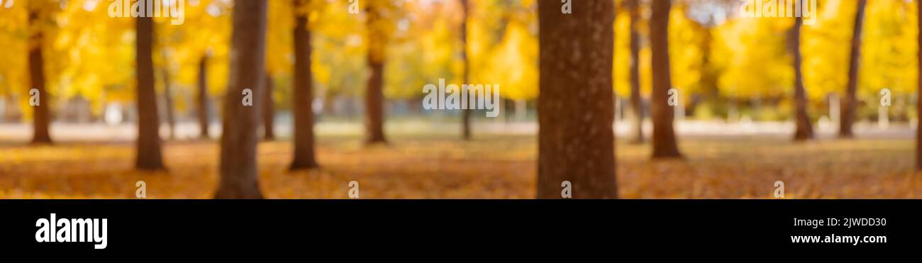 Defocused panoramic view of the trees in autumnal park. Stock Photo
