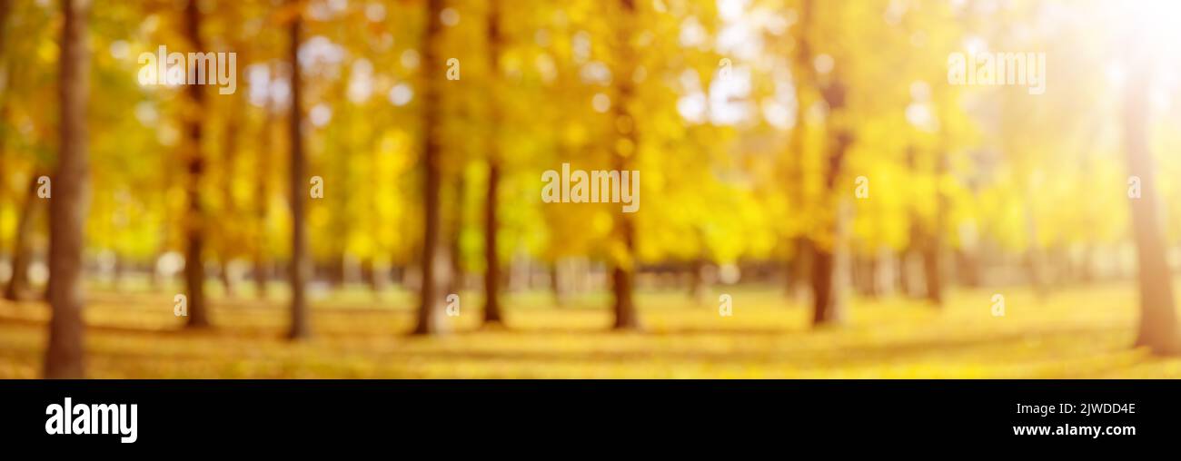 Defocused panoramic view of the trees in autumnal park. Stock Photo