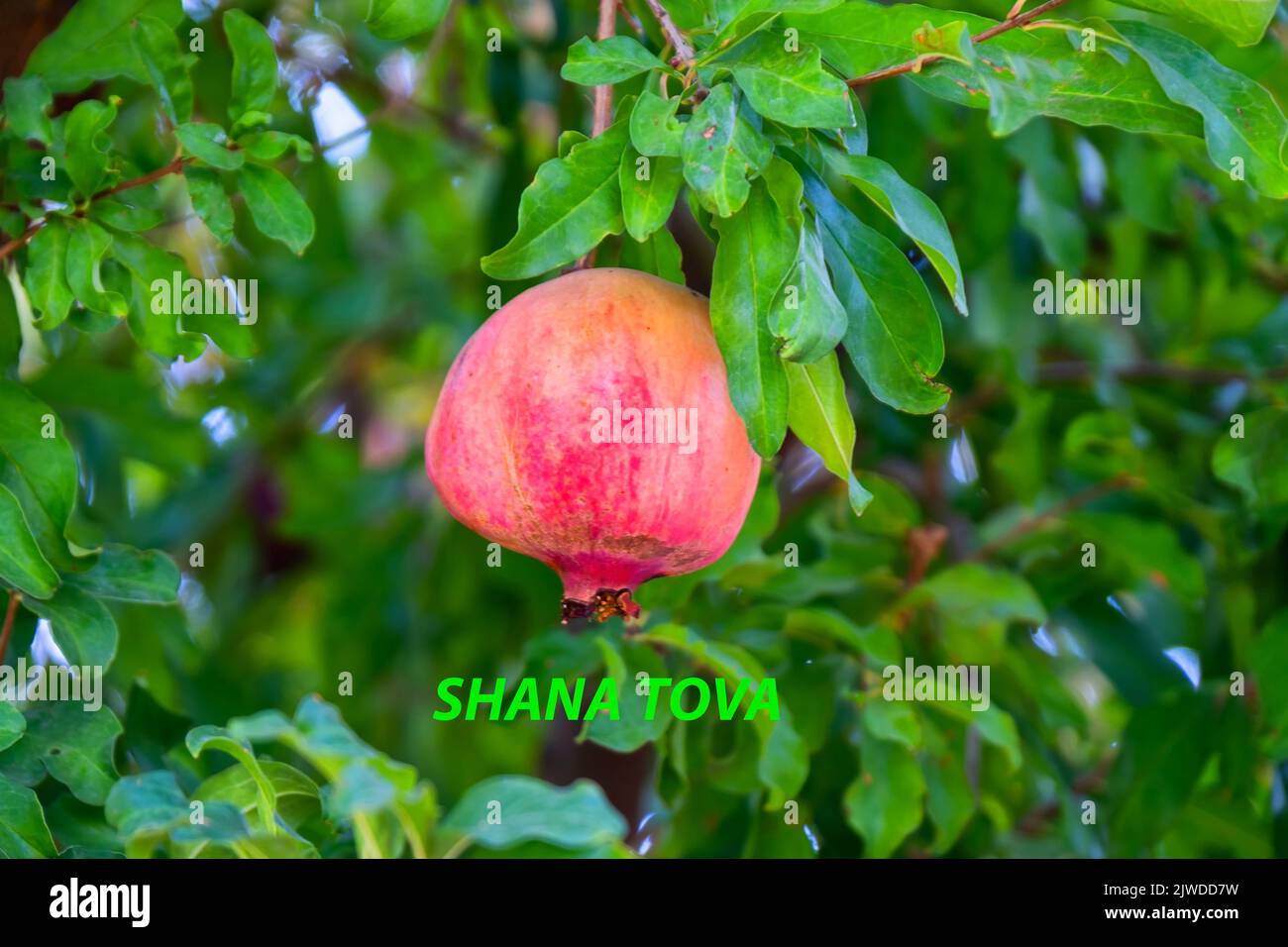 Jewish New Year Greeting: Shana Tova with pomegranate growing on tree Stock Photo