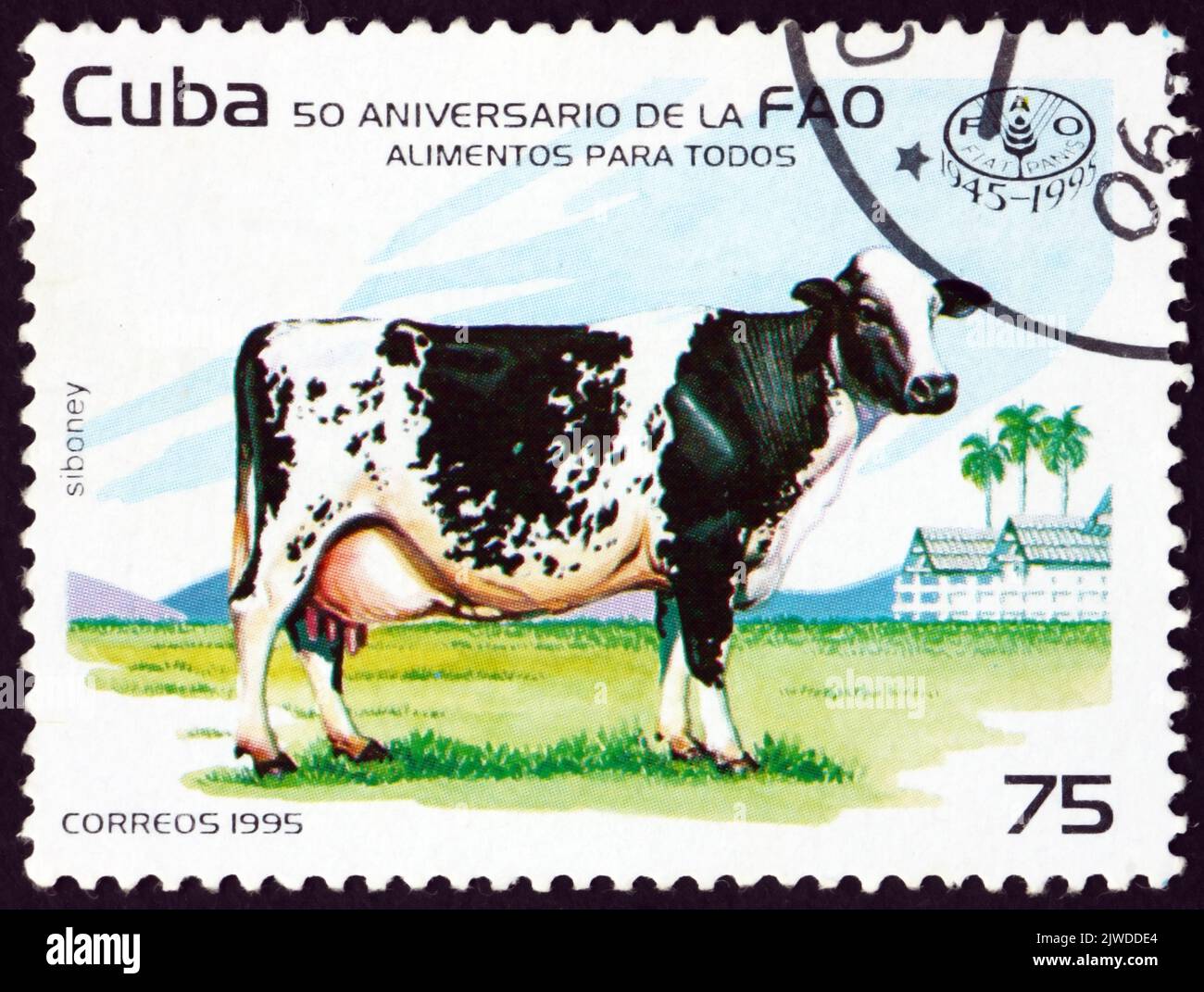 CUBA - CIRCA 1995: a stamp printed in Cuba shows cattle, bos taurus, are large domesticated herbivores, FAO, 50th anniversary, circa 1995 Stock Photo