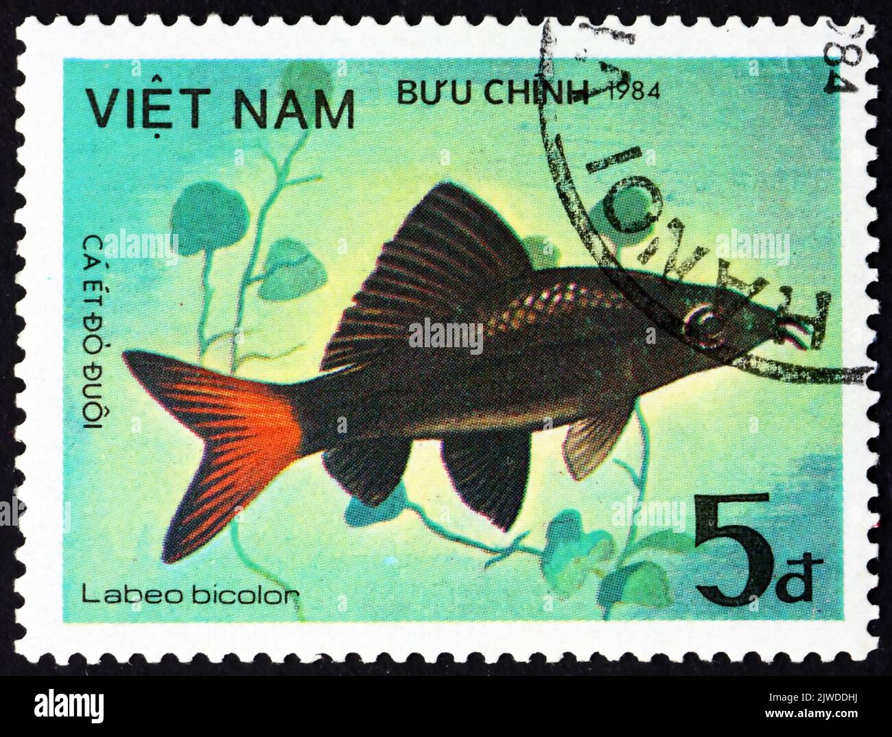 VIETNAM - CIRCA 1984: a stamp printed in Vietnam shows redtail shark, labeo bicolor, is a species of freshwater fish in the carp family endemic to Tha Stock Photo