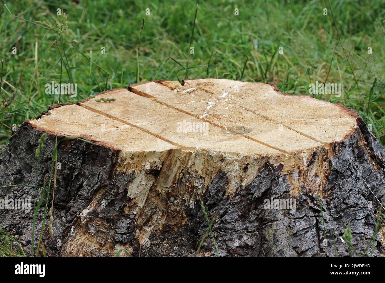 Cut tree stump after felling Stock Photo