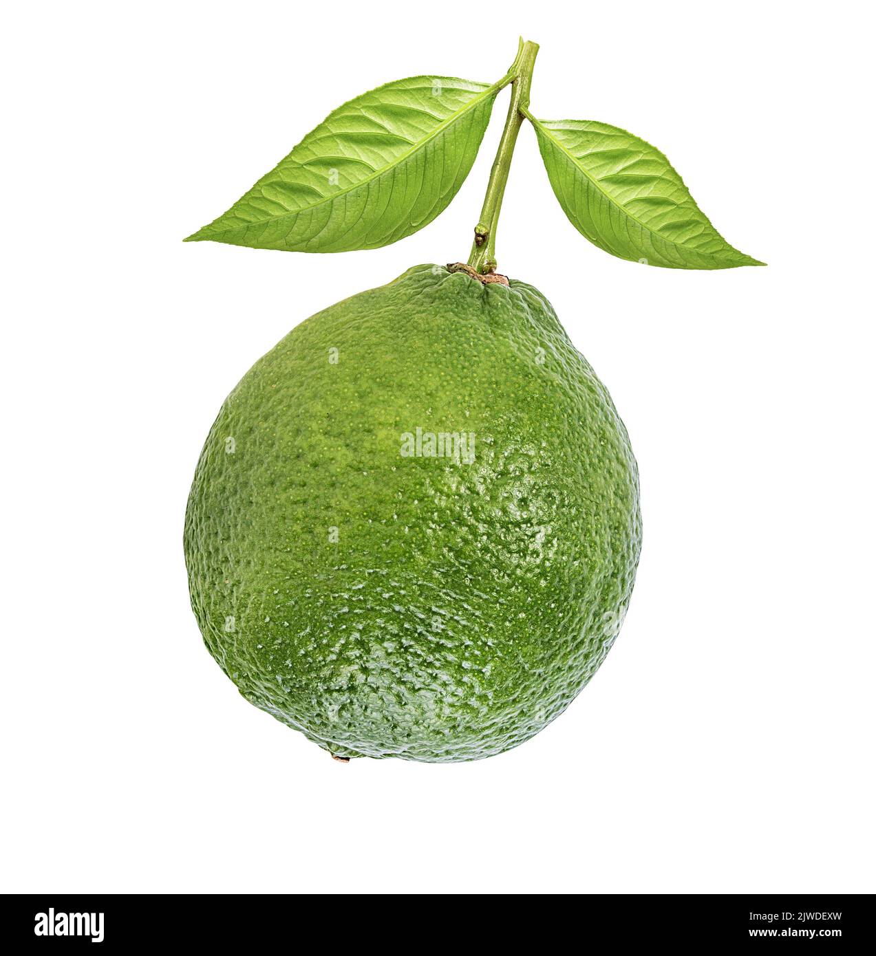 Fresh green lime isolated on white background. Citrus and tropical fruits Stock Photo