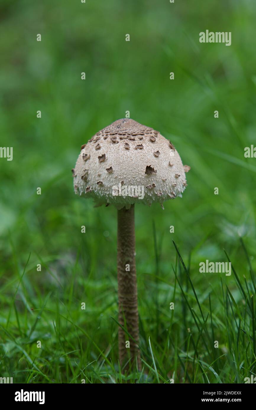 Wonderful brown mushroom in the park Stock Photo