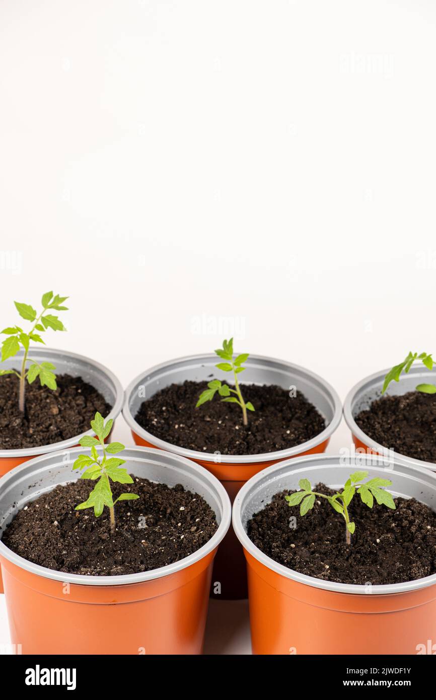 Growing tomatoes from seeds, step by step. Step 9 transplanted