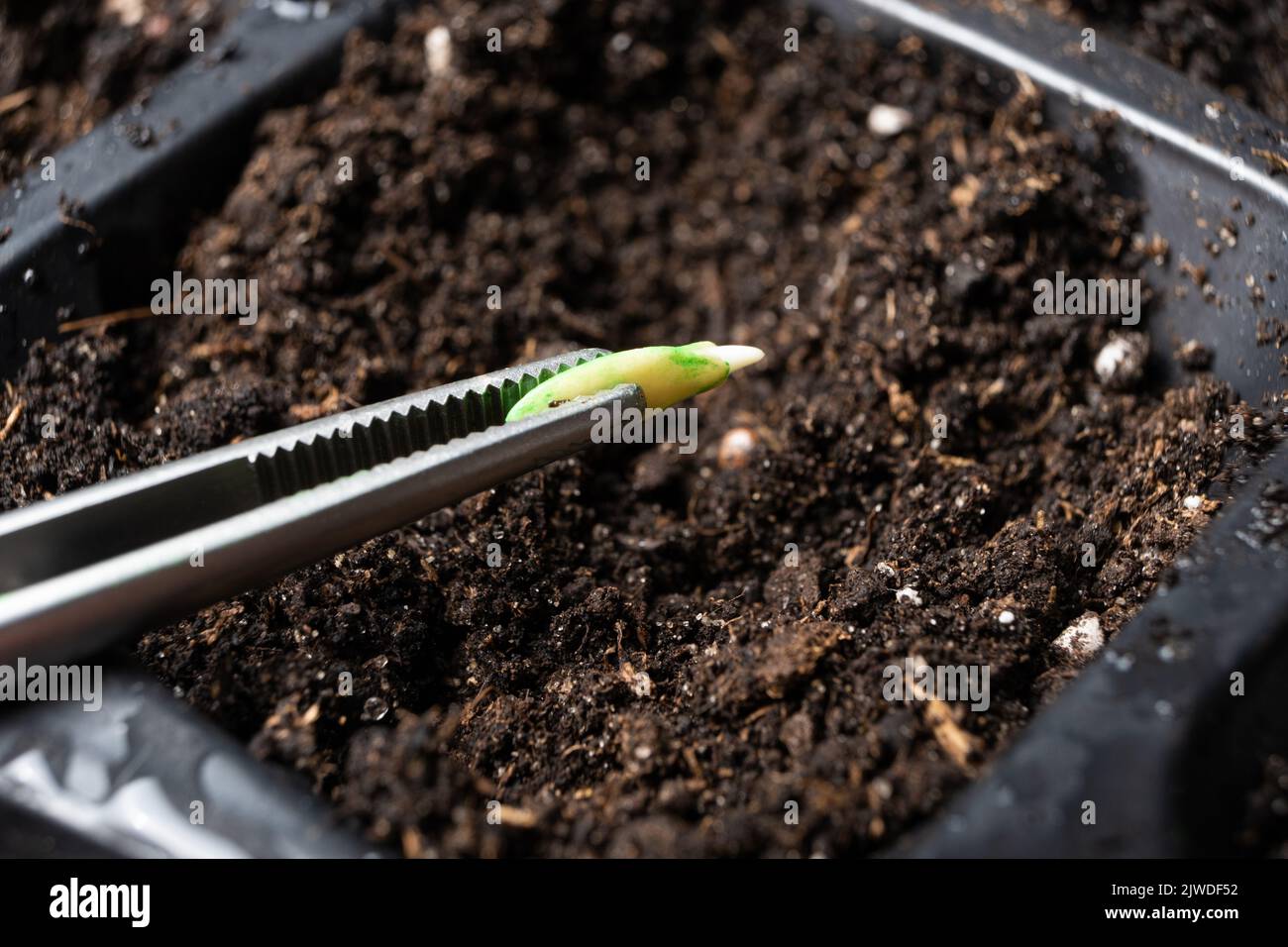 Growing cucumbers from seeds. Step 3 planting in the ground Stock Photo Alamy