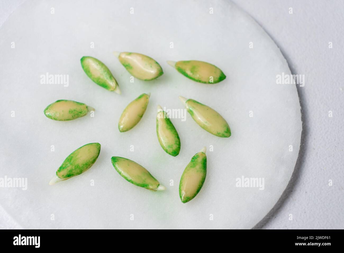 Growing cucumbers from seeds. Step 2 the seeds have sprouted Stock Photo Alamy