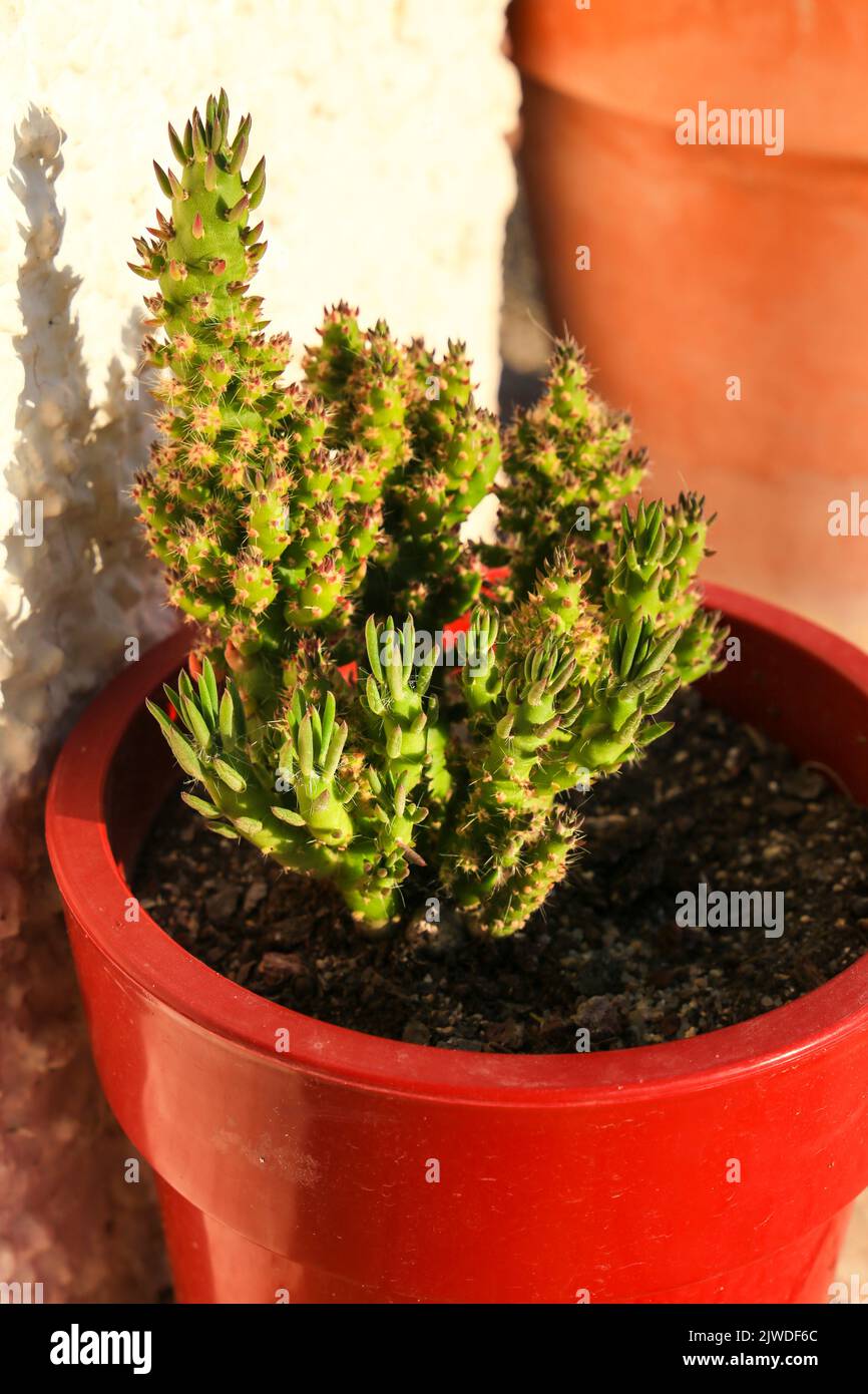 Potted and colorful Austrocylindropuntia Subulata plant in the garden Stock Photo