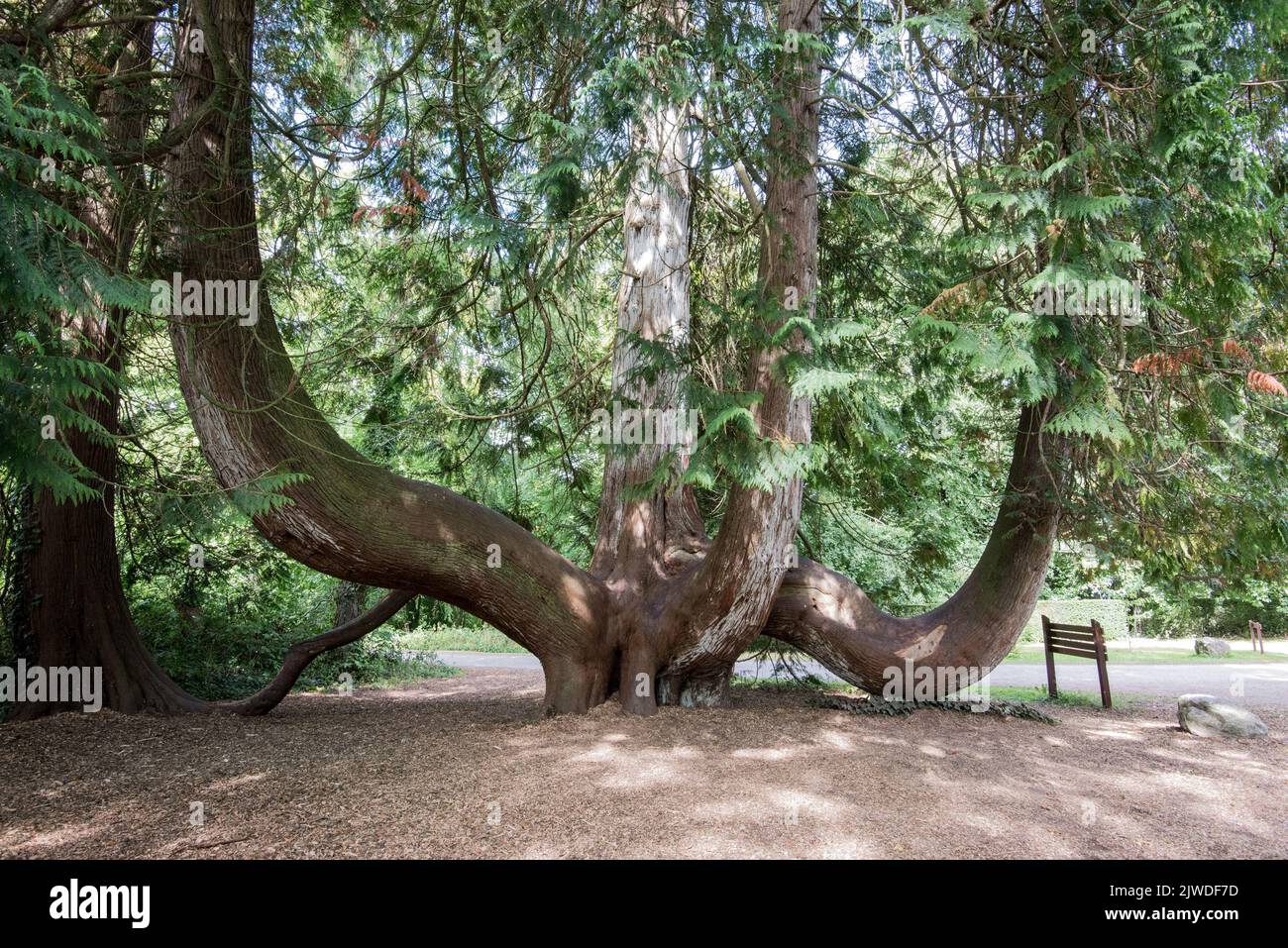 Thuja Plicata is an evergreen coniferous tree in the cypress family Cupressaceae, seen here at  at Blarney Castle and Gardens, Co. Cork Stock Photo