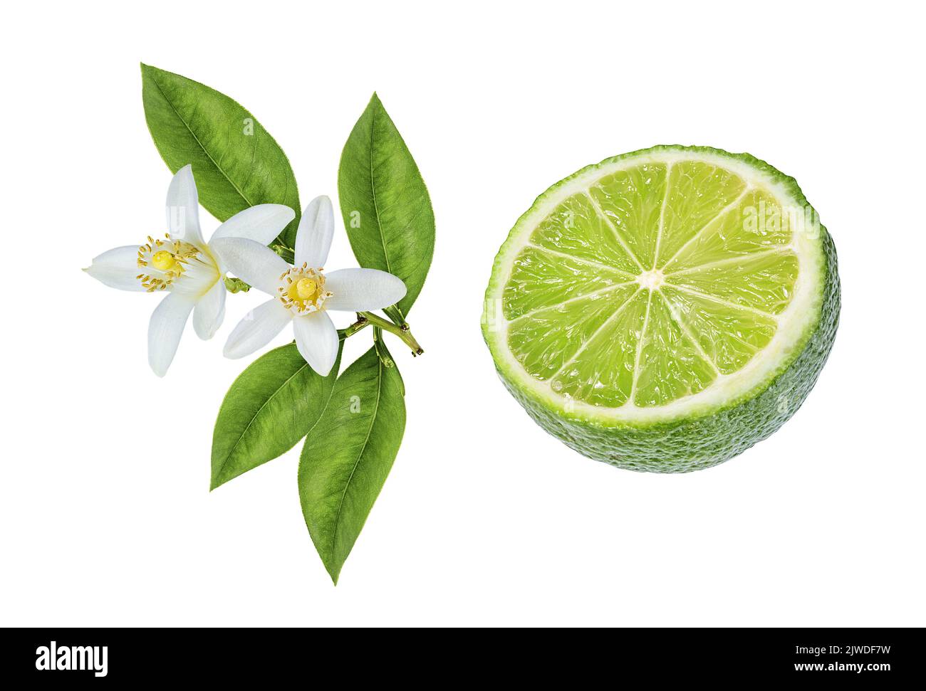 Fresh green lime and lime flower iisolated on white background. Citrus and tropical fruits Stock Photo