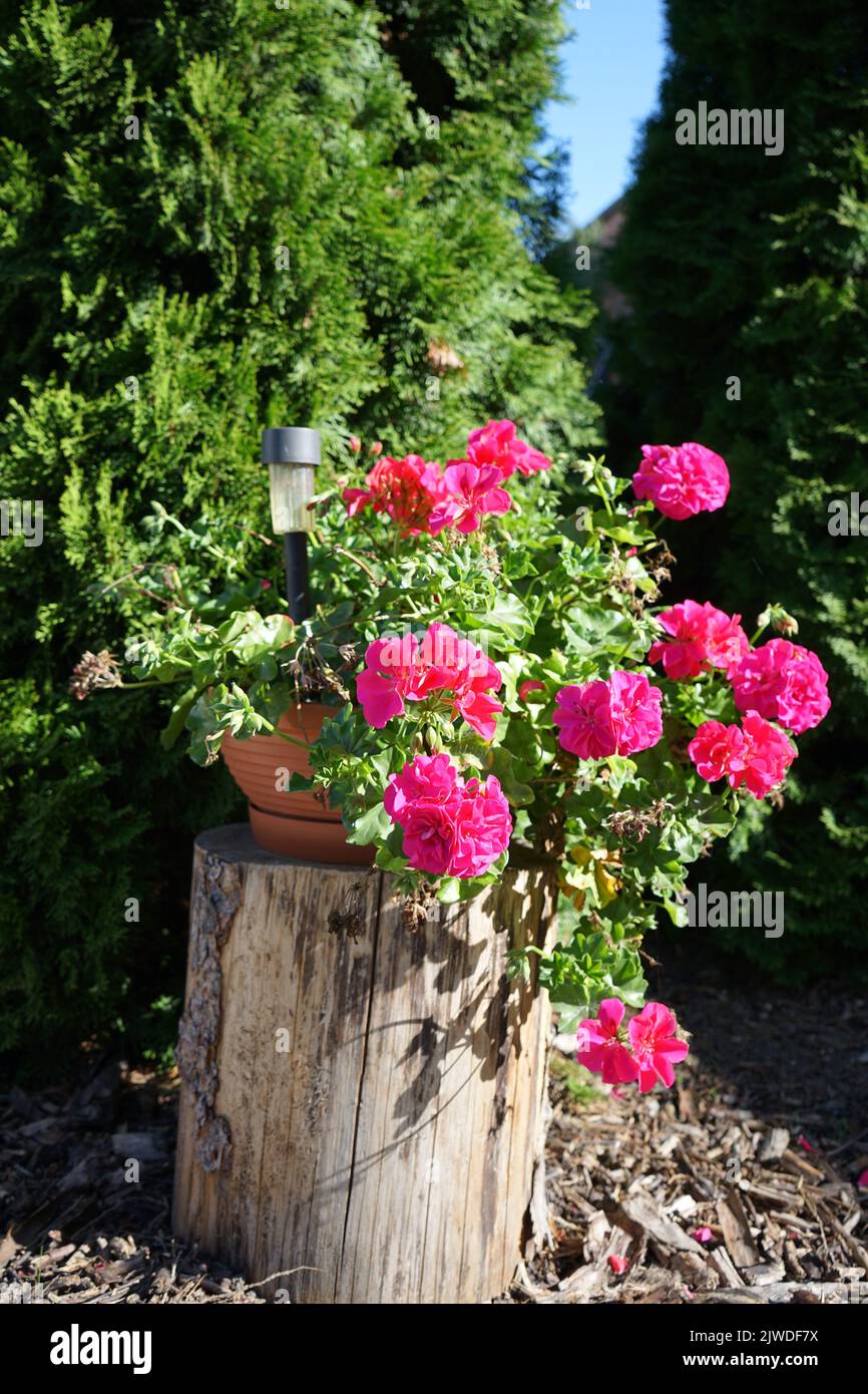 Red pelargonium, geranium flowers on the tree Stock Photo