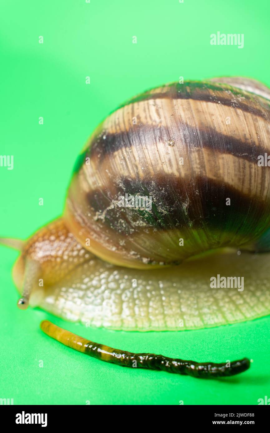 A big garden snail Helix pomatia and its feces on a green background