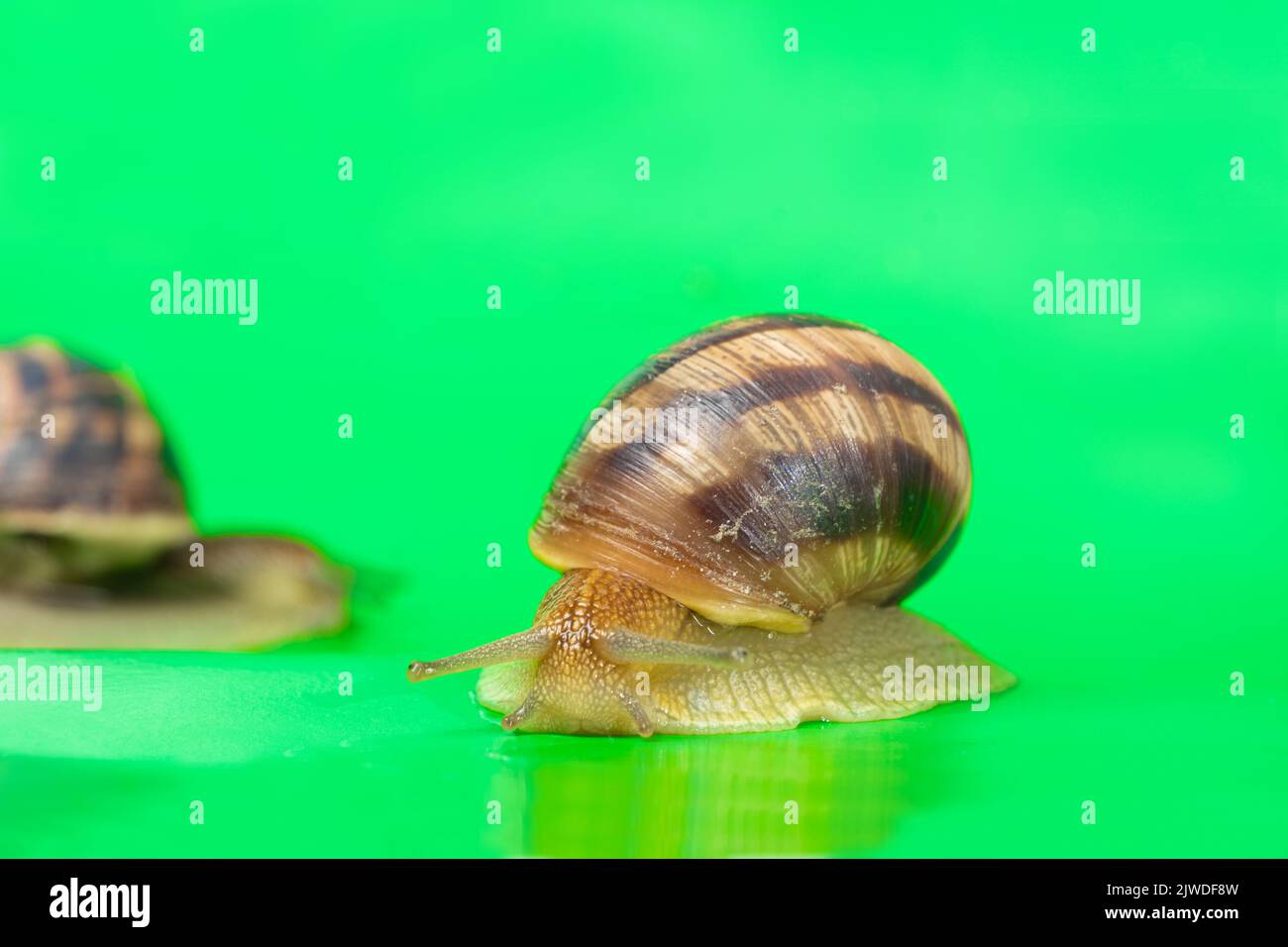 Two Helix pomatia snails crawl across the green screen of the chroma
