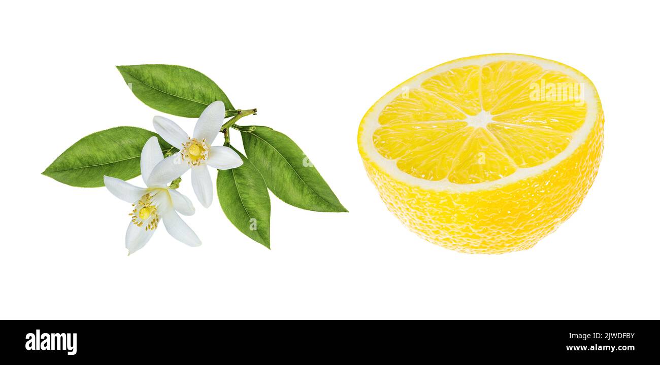 Fresh lemon and Lemon flower isolated on white background Stock Photo