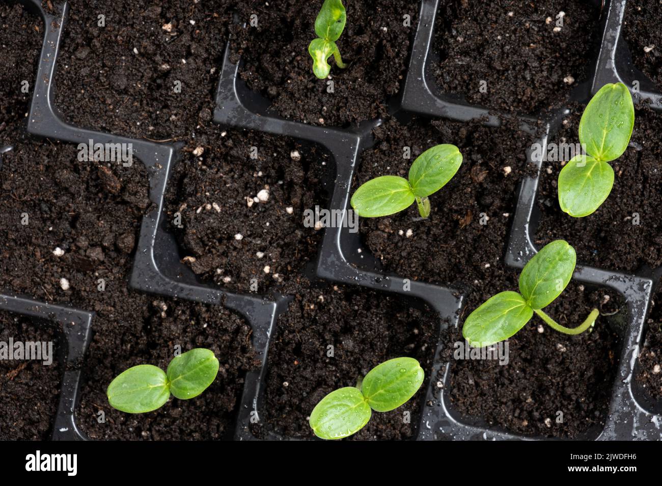 Growing cucumbers from seeds. Step 4 First Sprouts Stock Photo Alamy