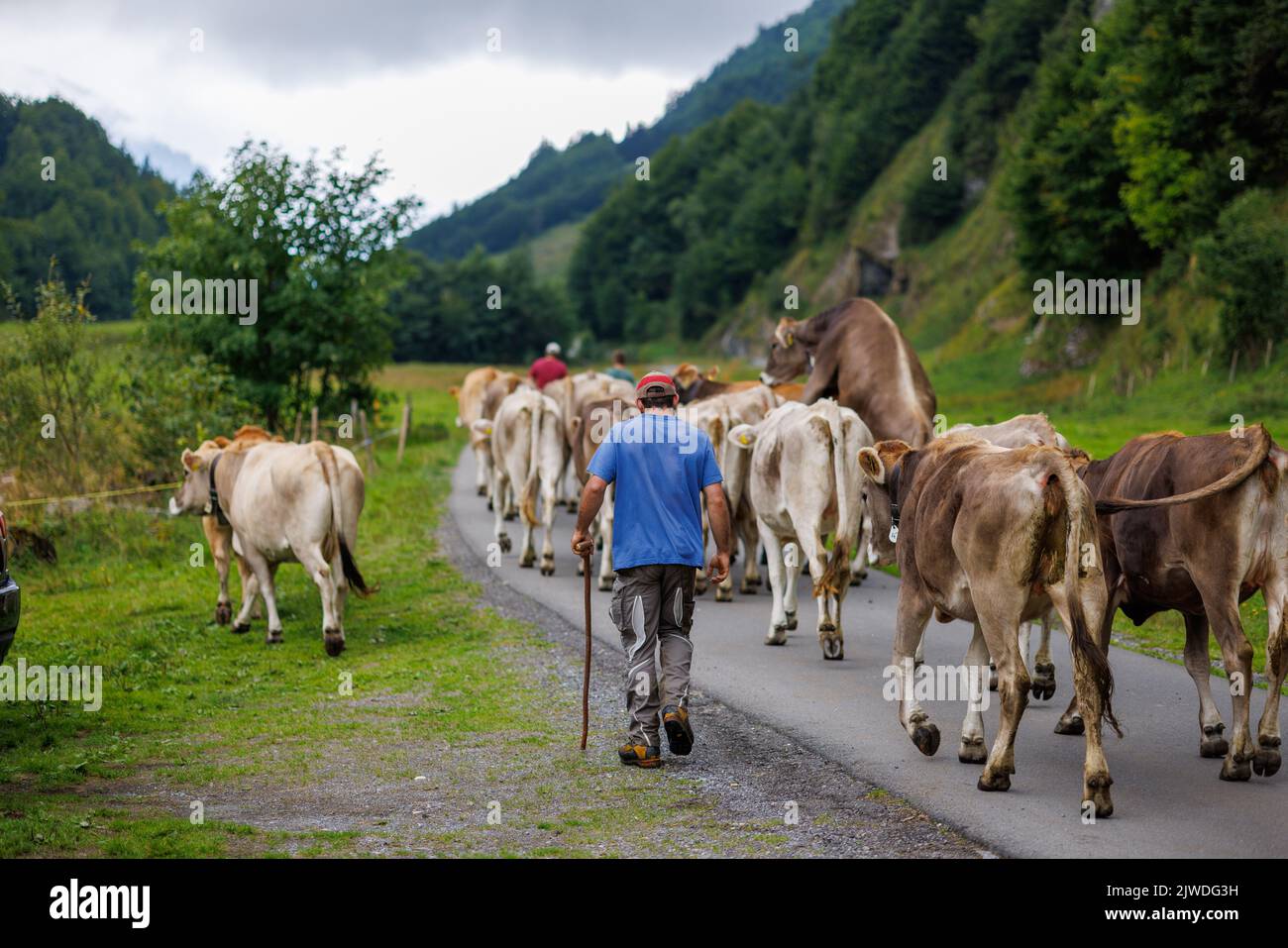 farmer with cows in Gental Stock Photo - Alamy