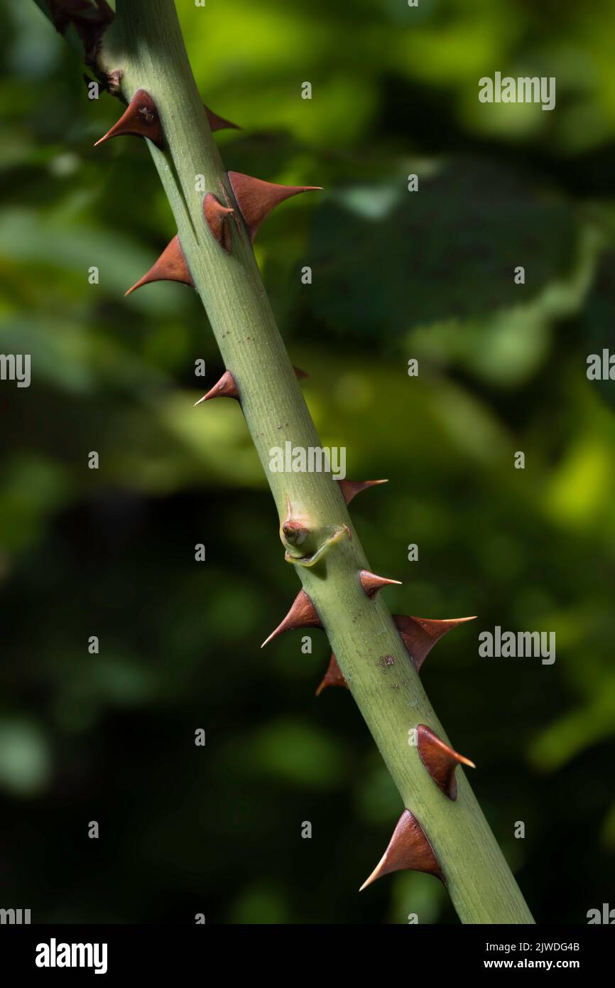 Part of a green rose stem with many brown thorns or sharp outgrowths isolated on blurred foliage background. Vertical image Stock Photo