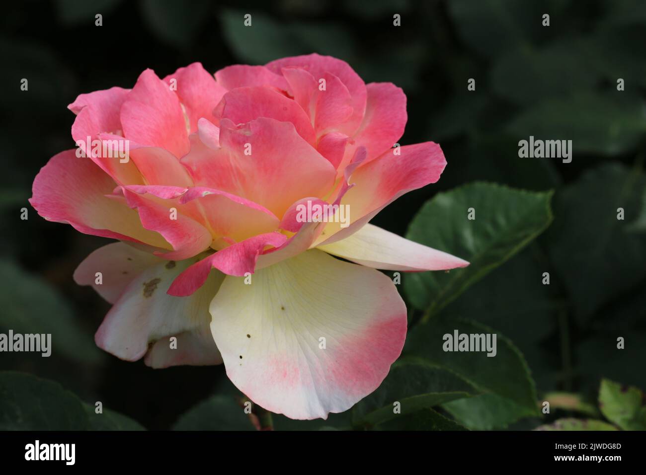 Pink rose flower in close up Stock Photo