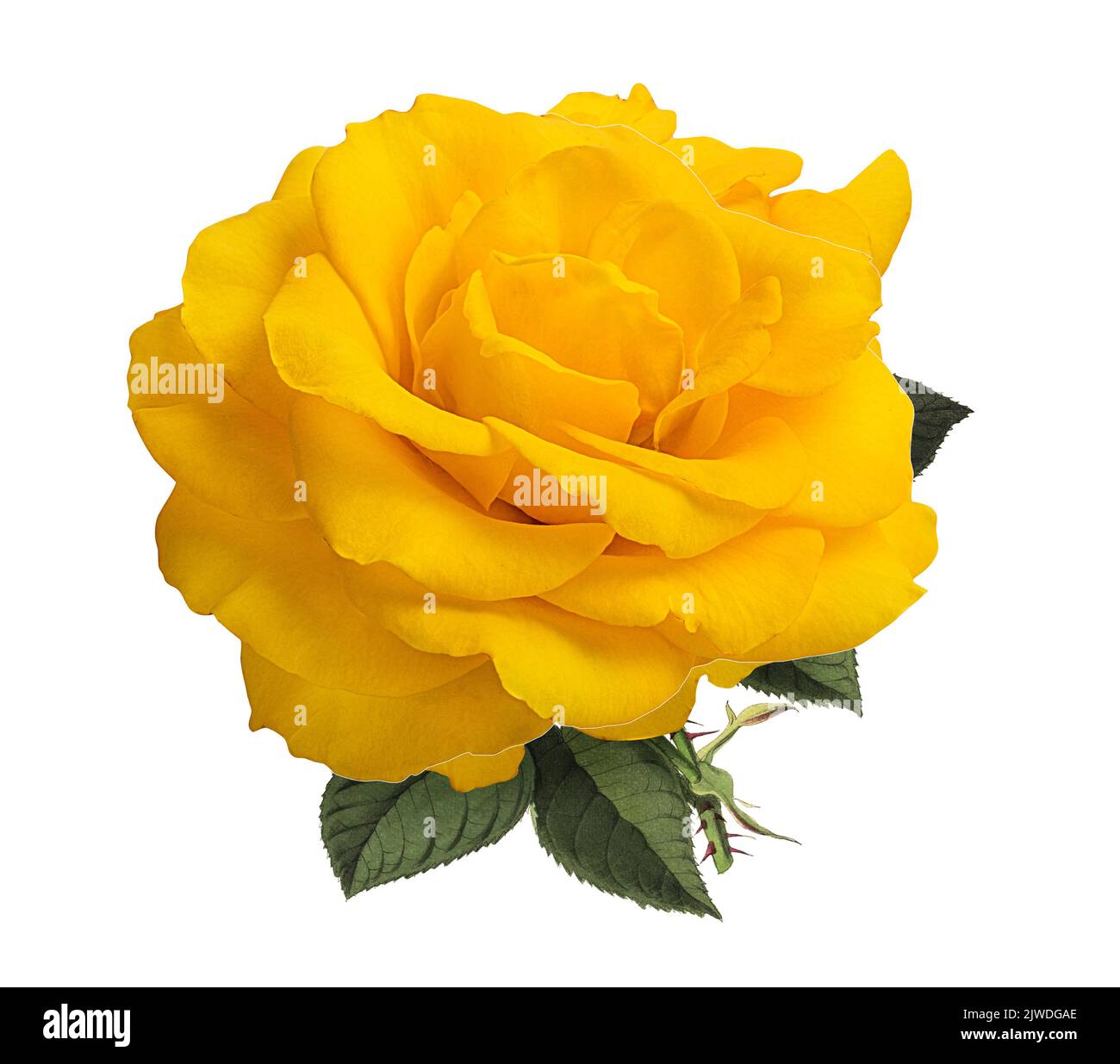 Roses isolated on white background Stock Photo