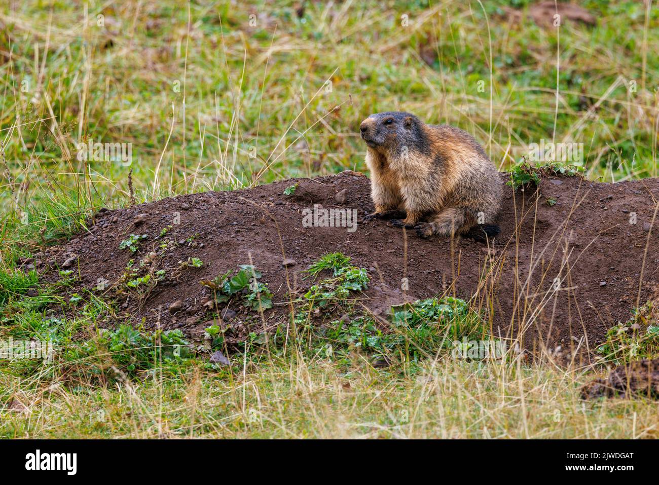 young marmot (marmota marmota) on Engstlenalp in the Bernese Highlands Stock Photo