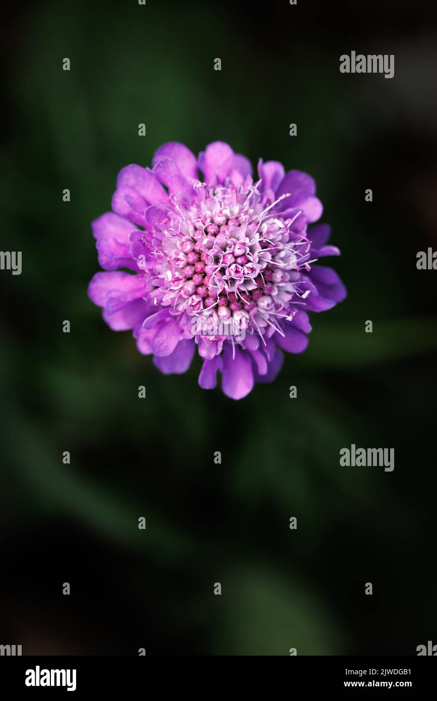 close-up of a beautiful violett alpine flower in Hasliberg Stock Photo