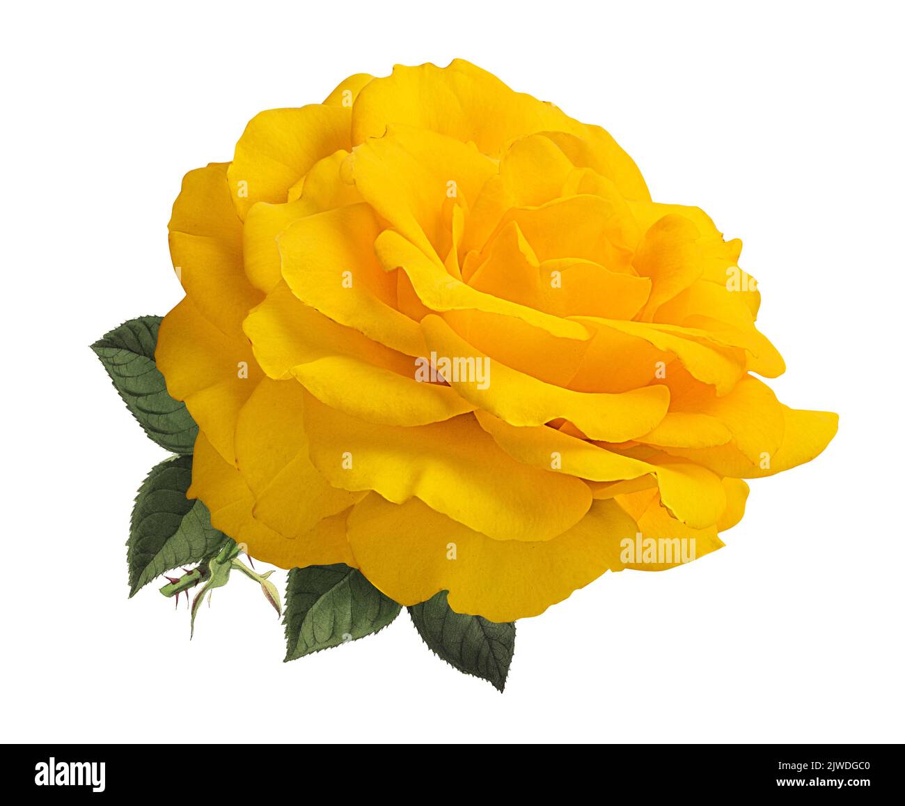 Roses isolated on white background Stock Photo