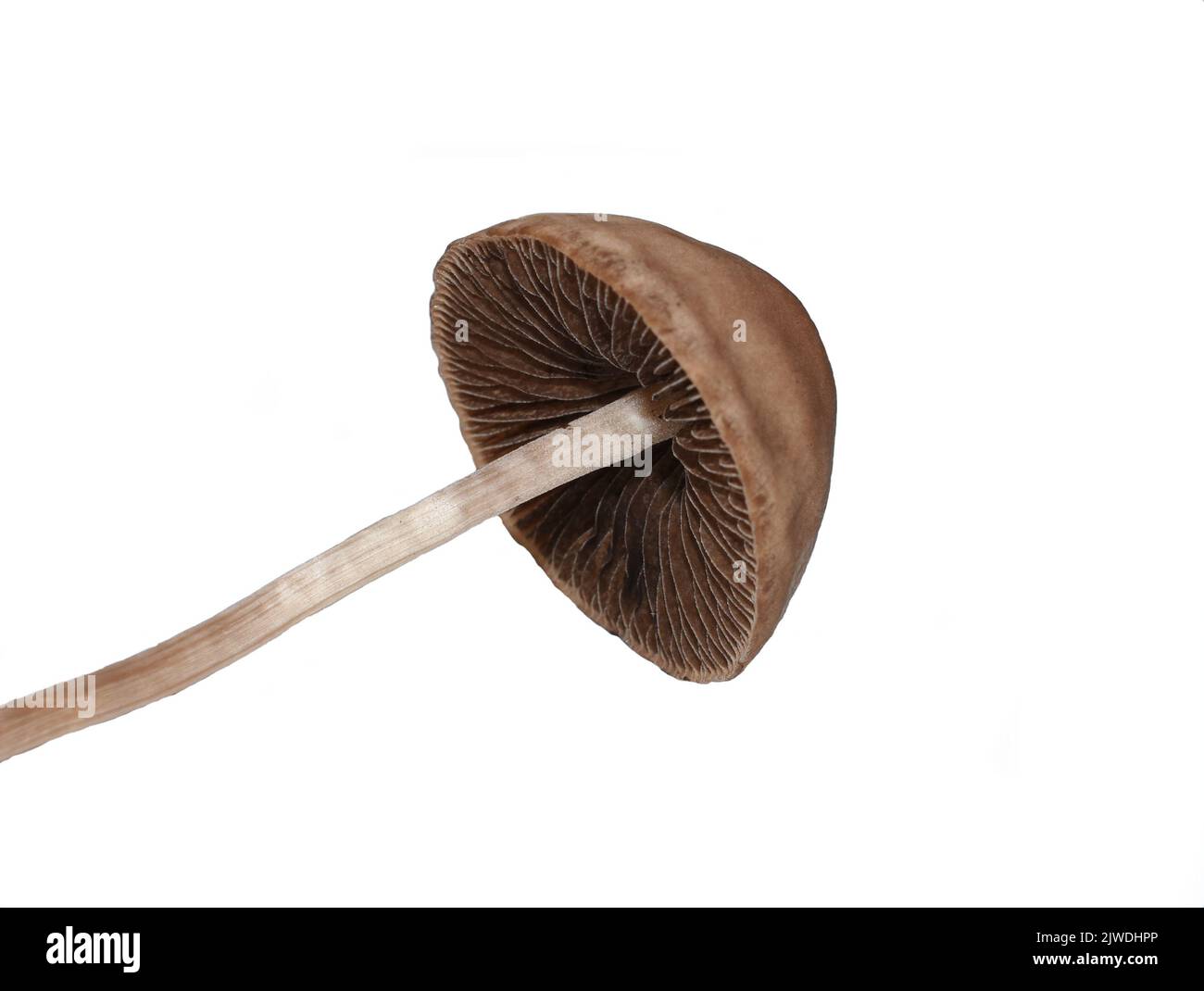 The little brown mushroom Panaeolus fimicola isolated on white background Stock Photo
