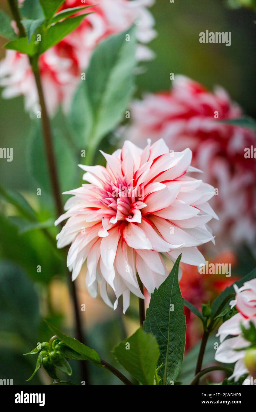 A brightly coloured pink and white dahlia flower in an English country