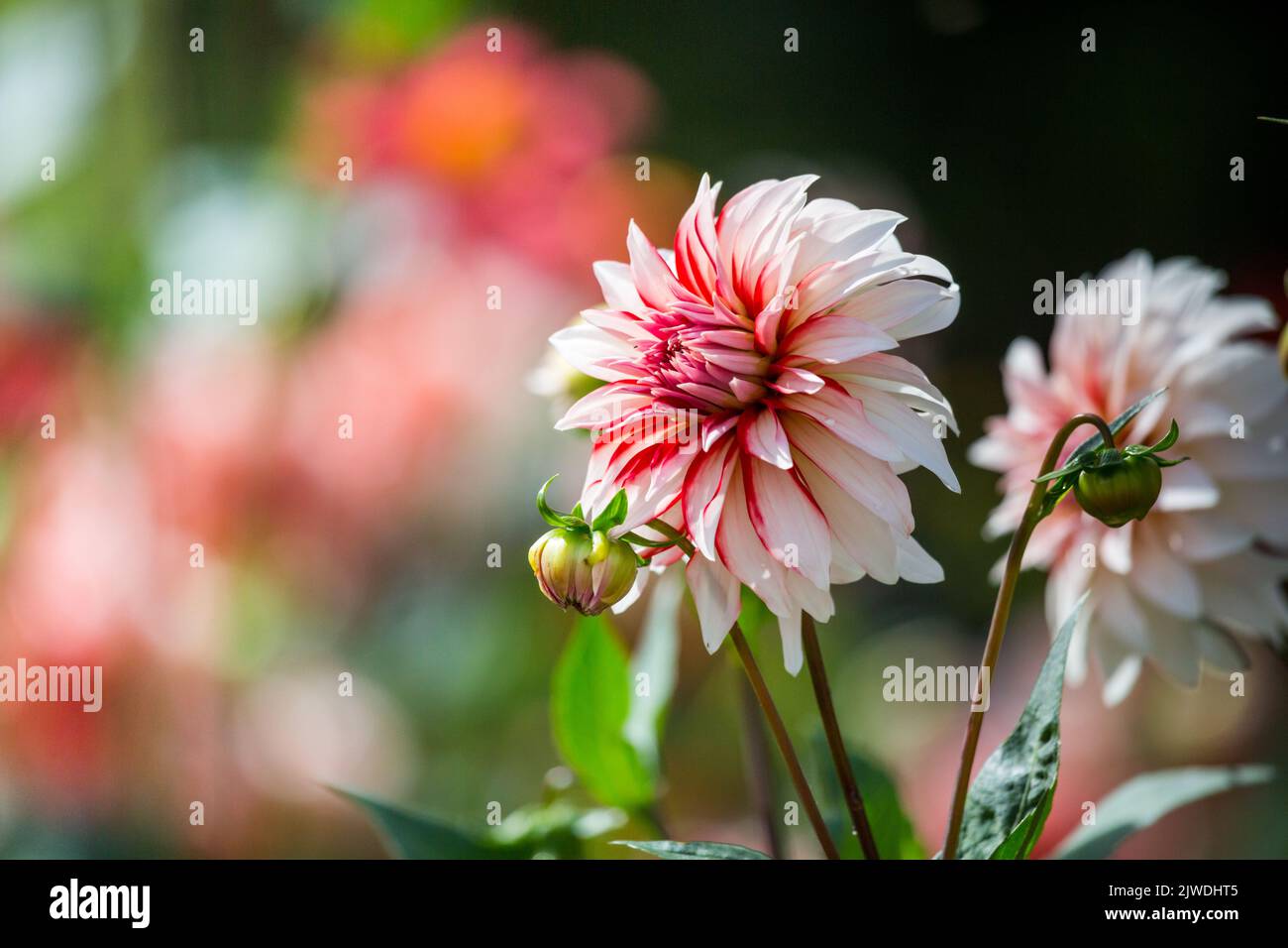 A brightly coloured pink and white dahlia flower in an English country