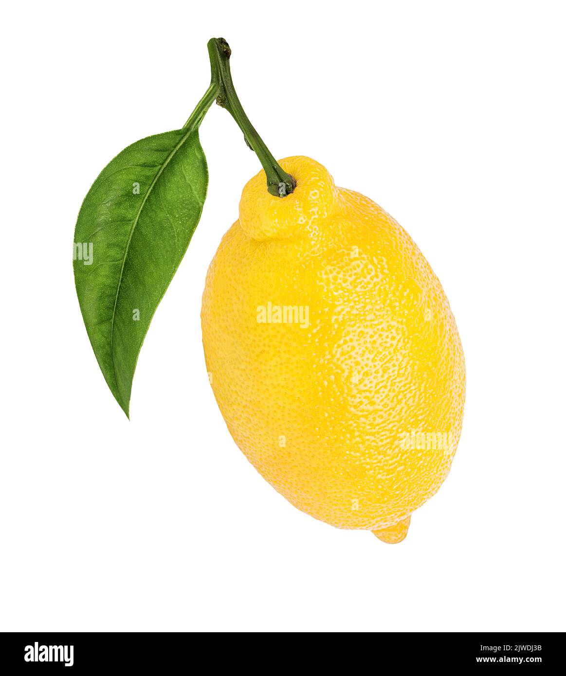 Fresh lemon isolated on white background Stock Photo