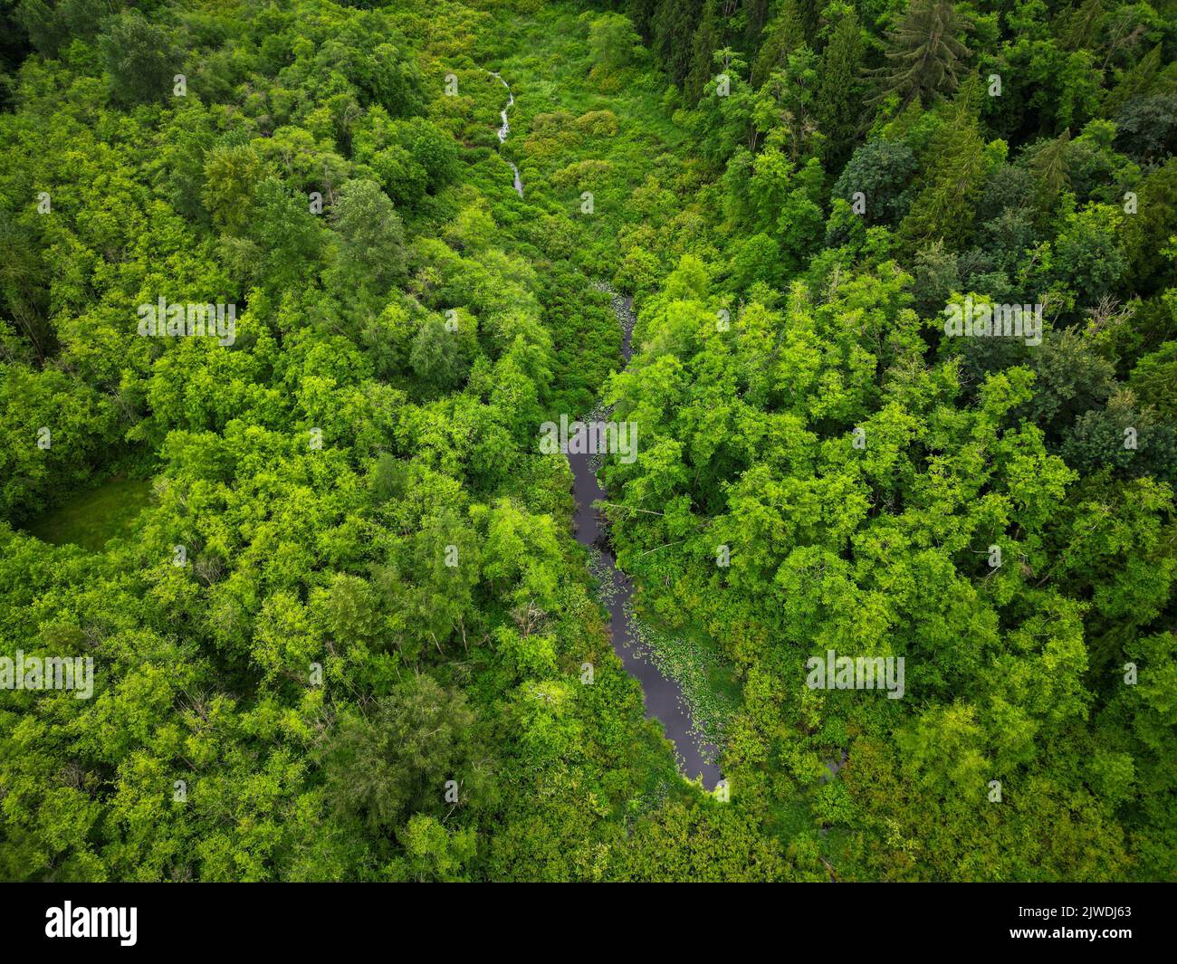 An aerial view of a small creek surrounded by dense green trees Stock ...