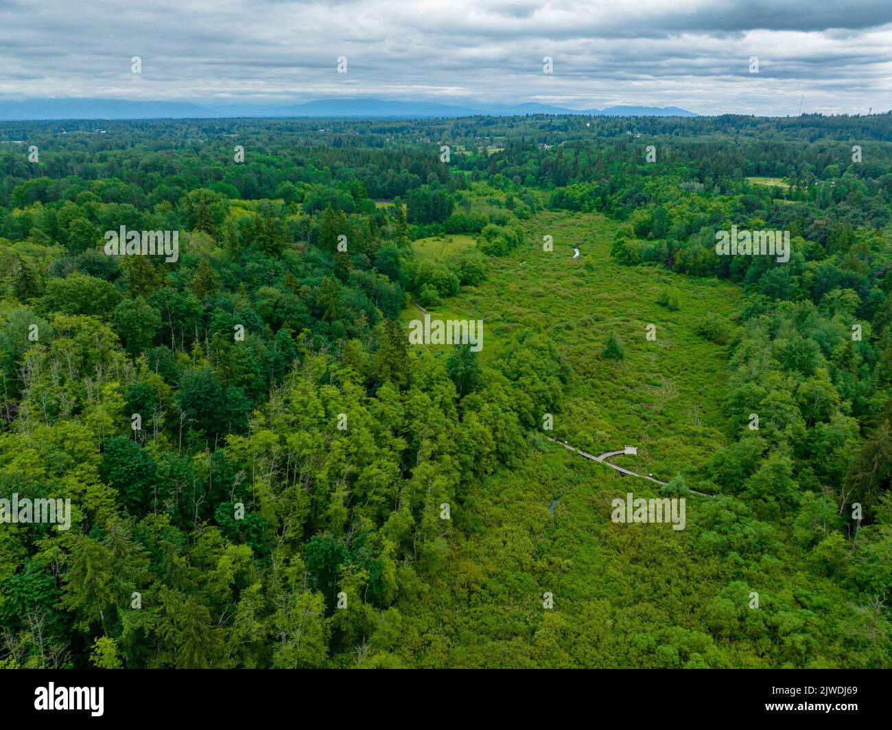 An aerial view of a dense green trees against a cloudy sky Stock Photo ...