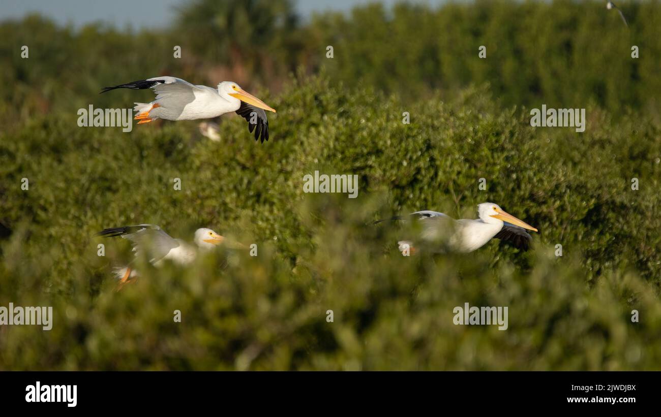 White pelicans flying a canyon created by mangroves and a canal. Stock Photo