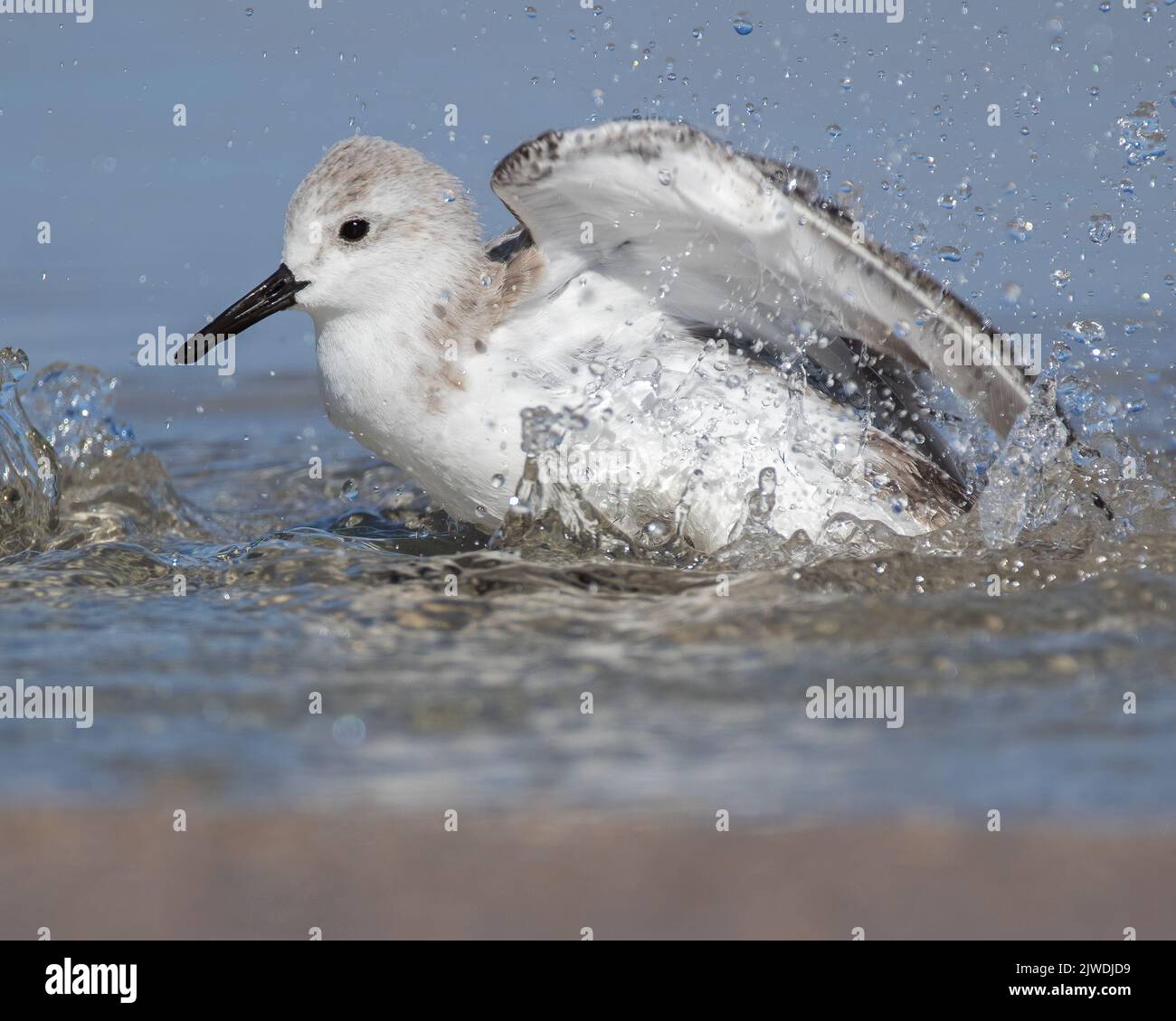 A sanderling bathing in the surf. Stock Photo