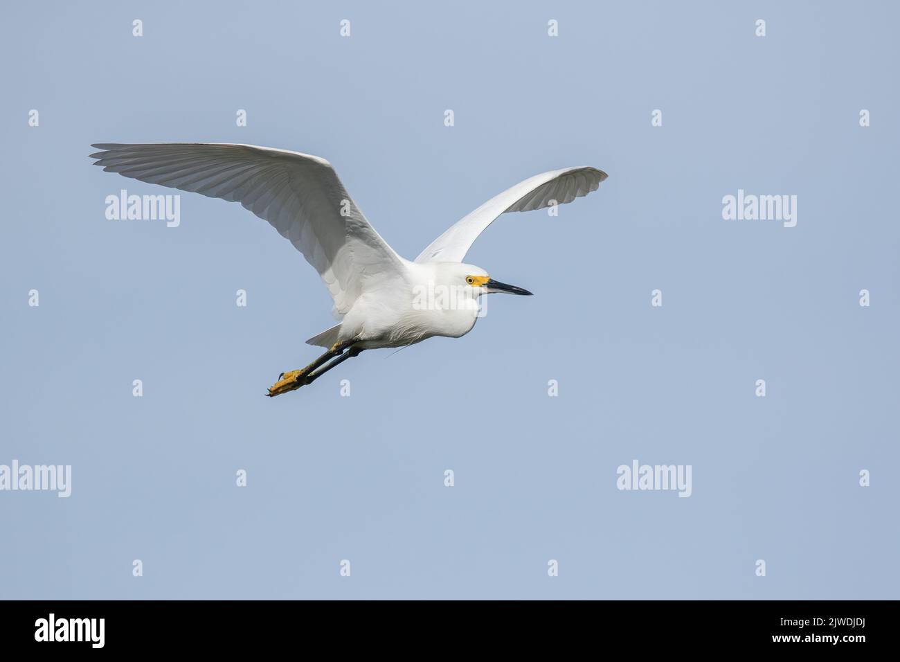 Snowy egret flying over a Florida marsh. Stock Photo