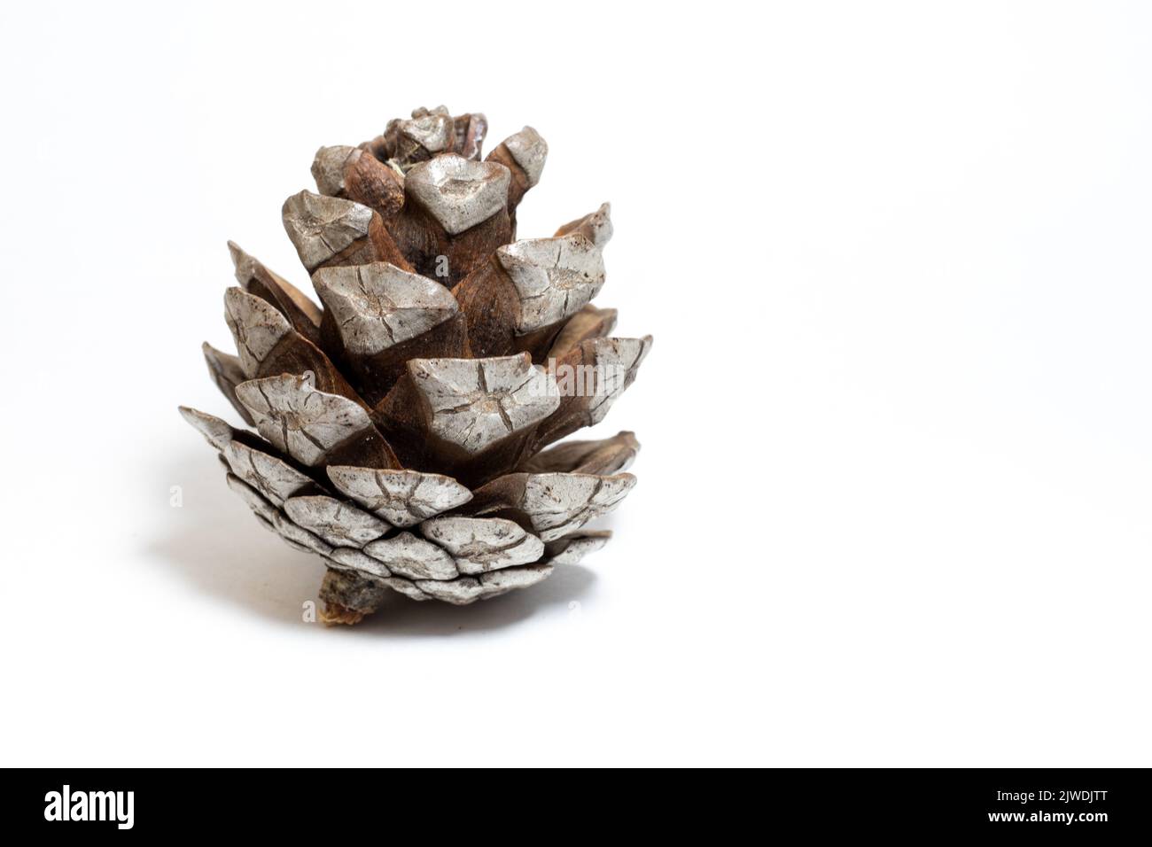 Unpeeled pinecone, dry pine cone isolated on white background. Conifer tree fruit idea concept. Copy space. Horizontal photo. Empty area. No people. Stock Photo
