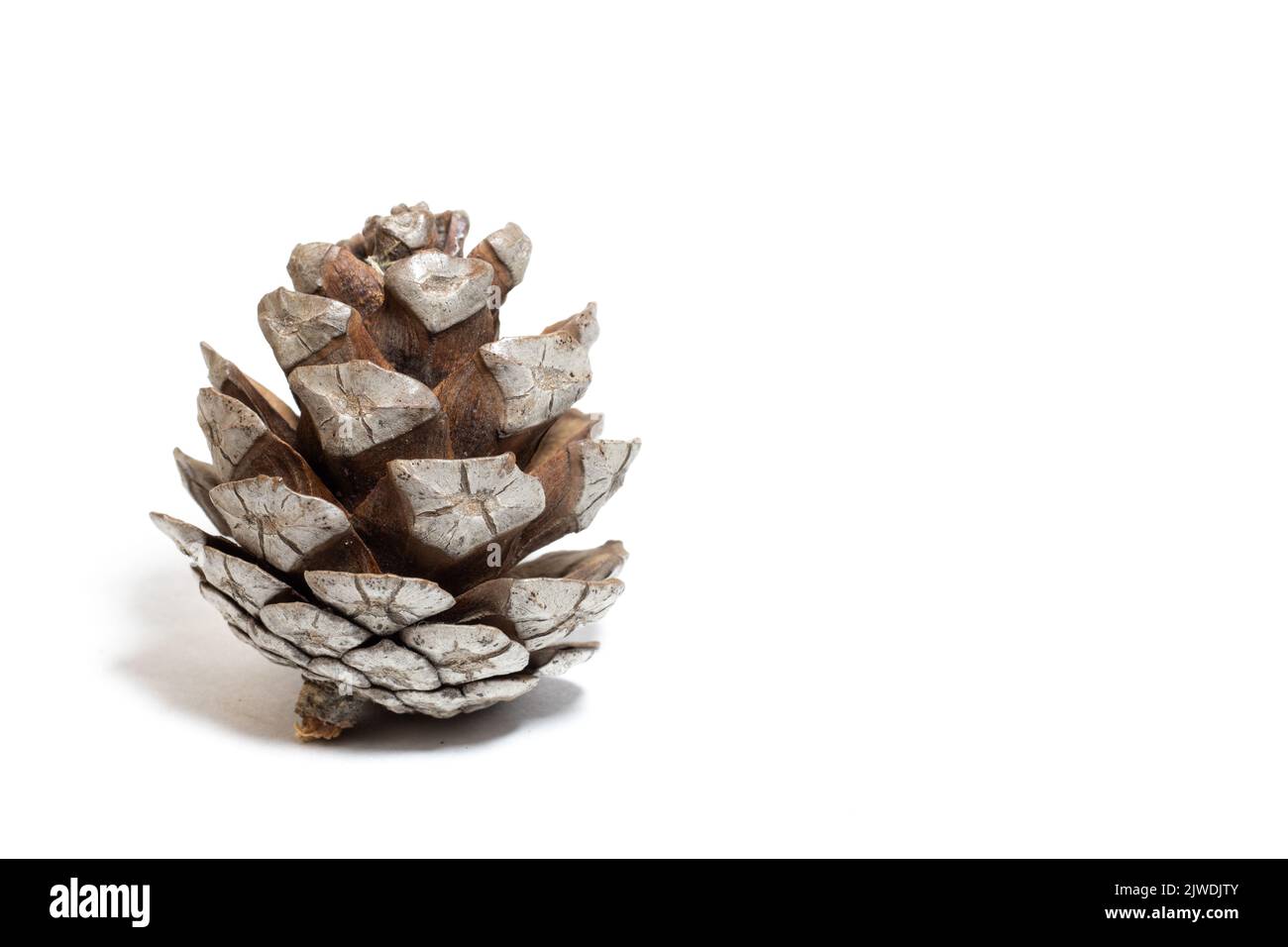 Unpeeled pinecone, dry pine cone isolated on white background. Conifer tree fruit idea concept. Copy space. Horizontal photo. Empty area. No people. Stock Photo