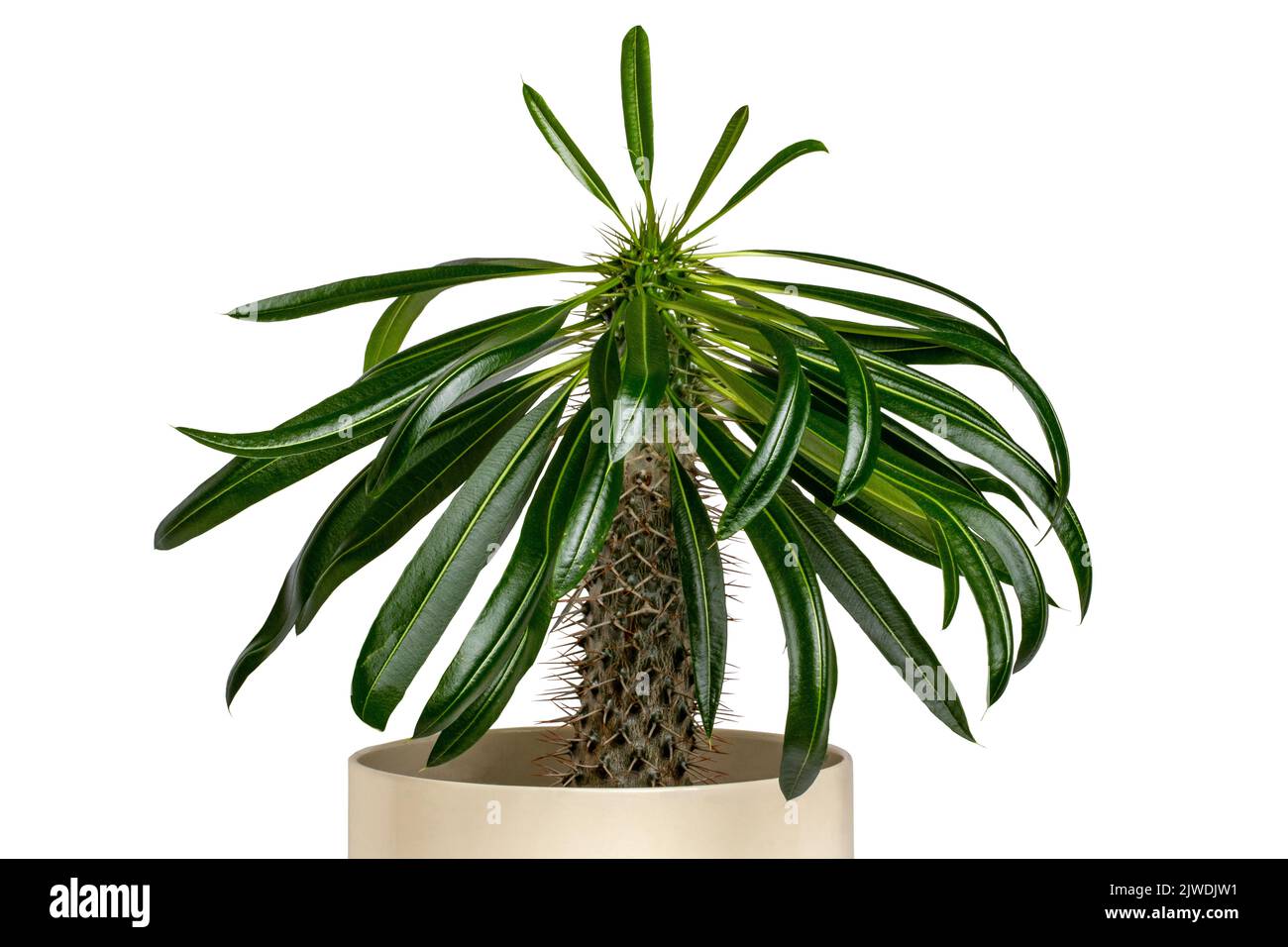 Closeup of a Madagascar palm cactus growing in a plastic planter isolated on a white background. Clipping path. Succulent plant growing in Madagascar Stock Photo