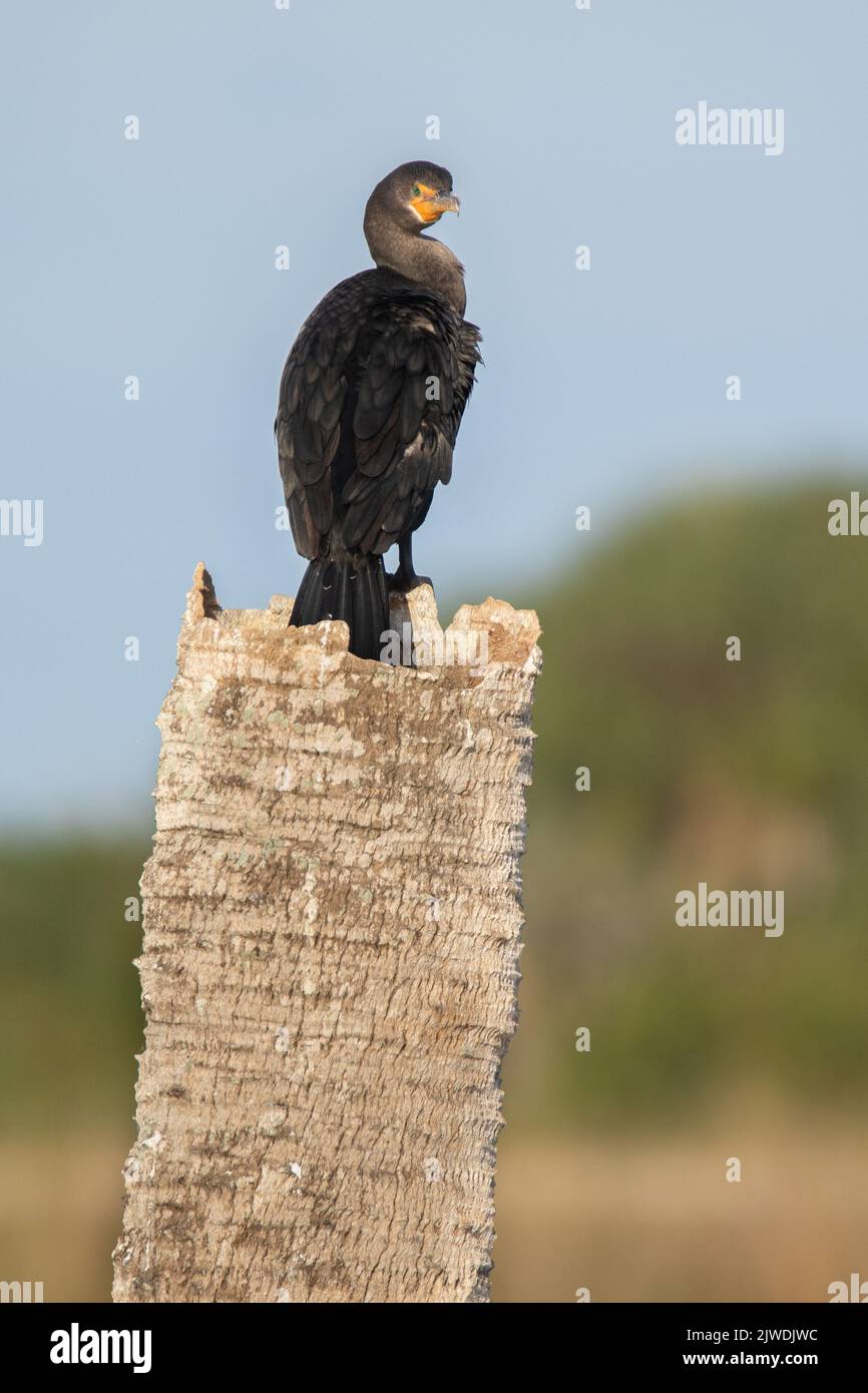 A double-crested cormorant perched on a dead palm. Stock Photo