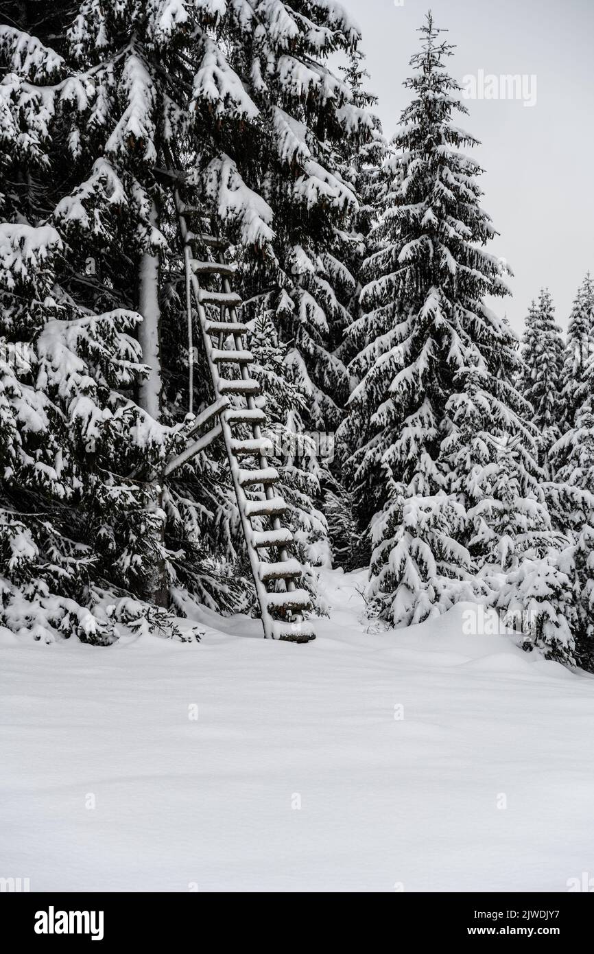 High seat hidden in the trees in winter time Stock Photo