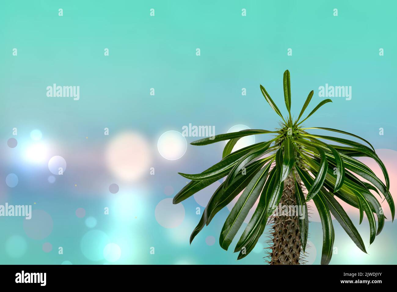 Palm tree over abstract blurred sunny tropical beach background. Madagascar palm cactus growing
