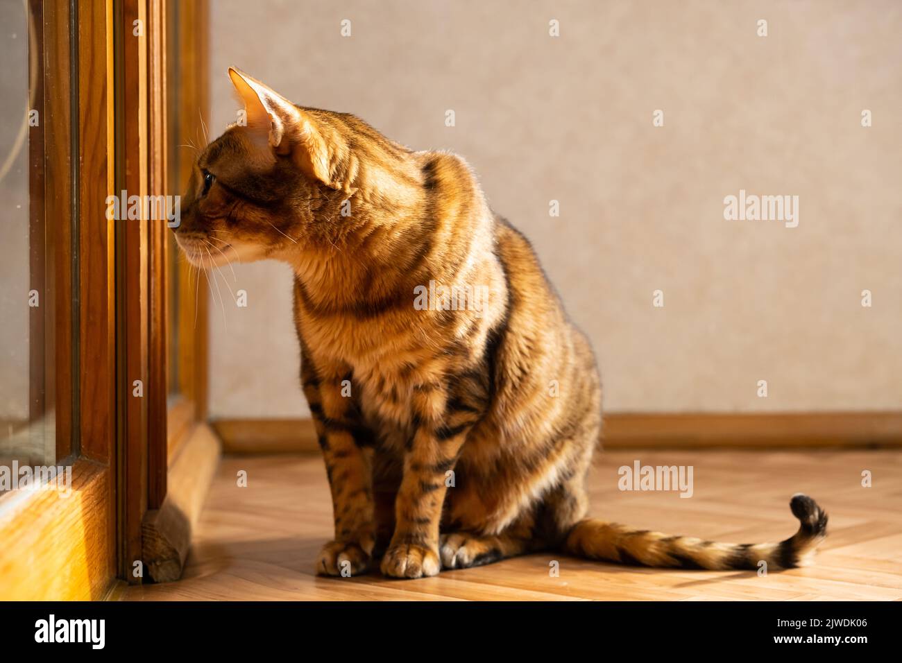 Sunny ginger cat. Cute domestic cat sitting in sunlight on balcony. Stock Photo
