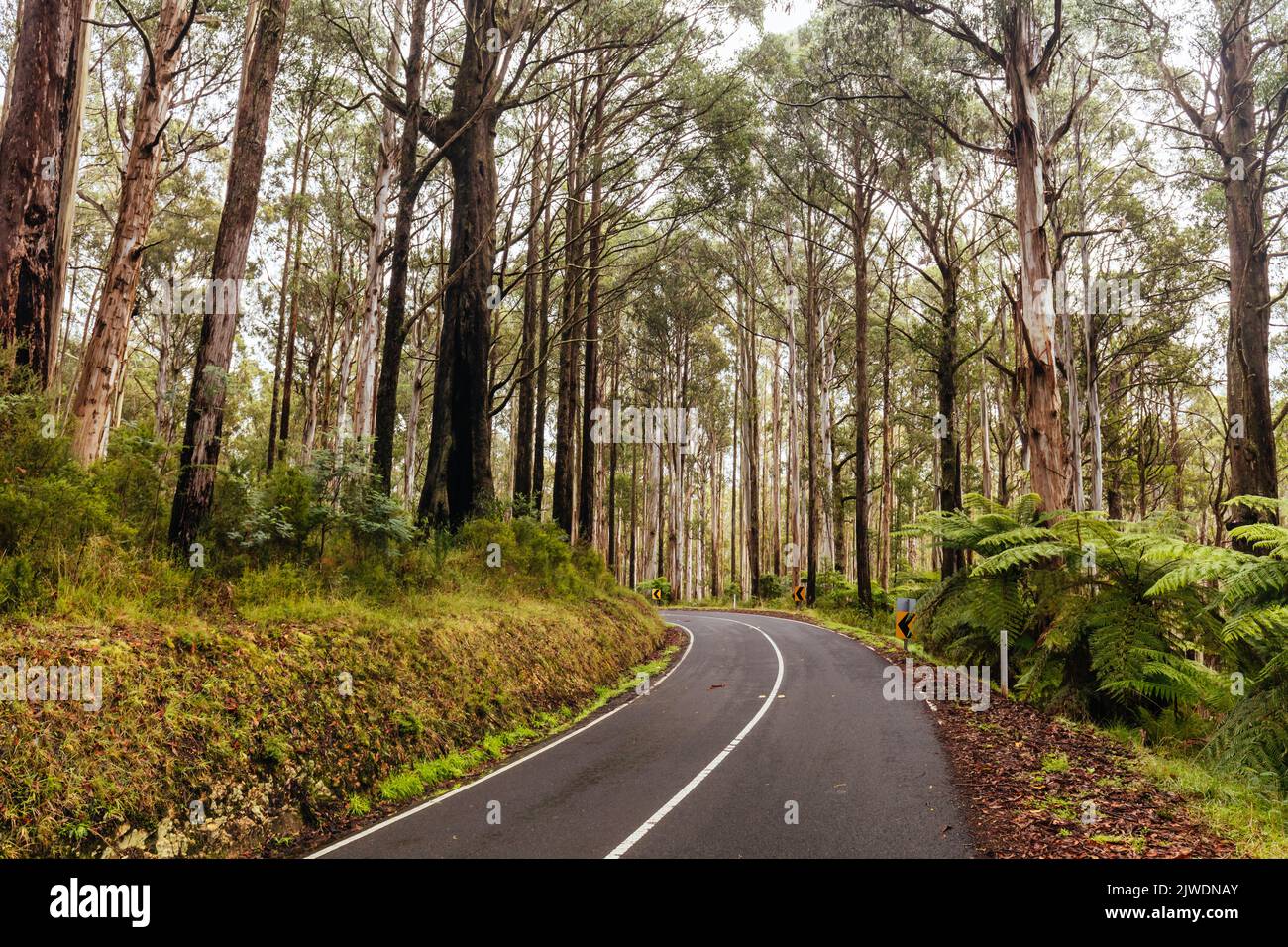 Woods Point Rd Drive in Victoria Australia Stock Photo Alamy