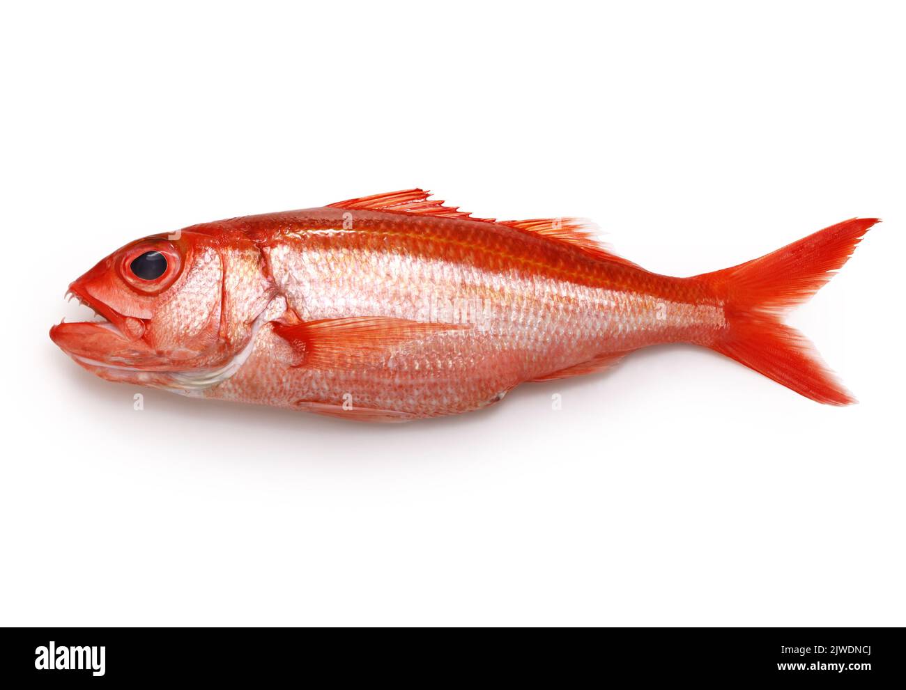 deep water red snapper, hachijou akamutsu Stock Photo