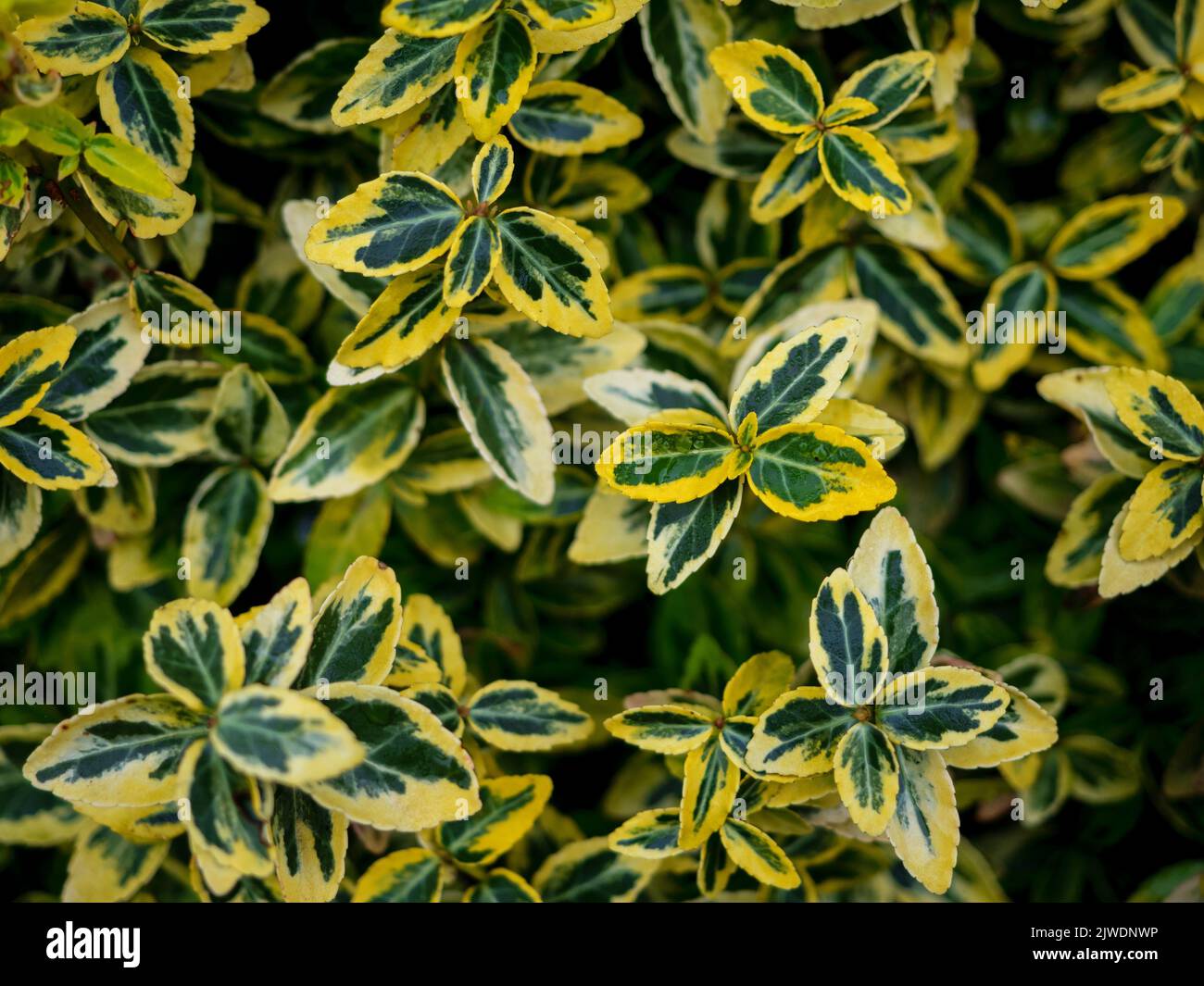 Variegated euonymus evergreen foliage hires stock photography and images Alamy