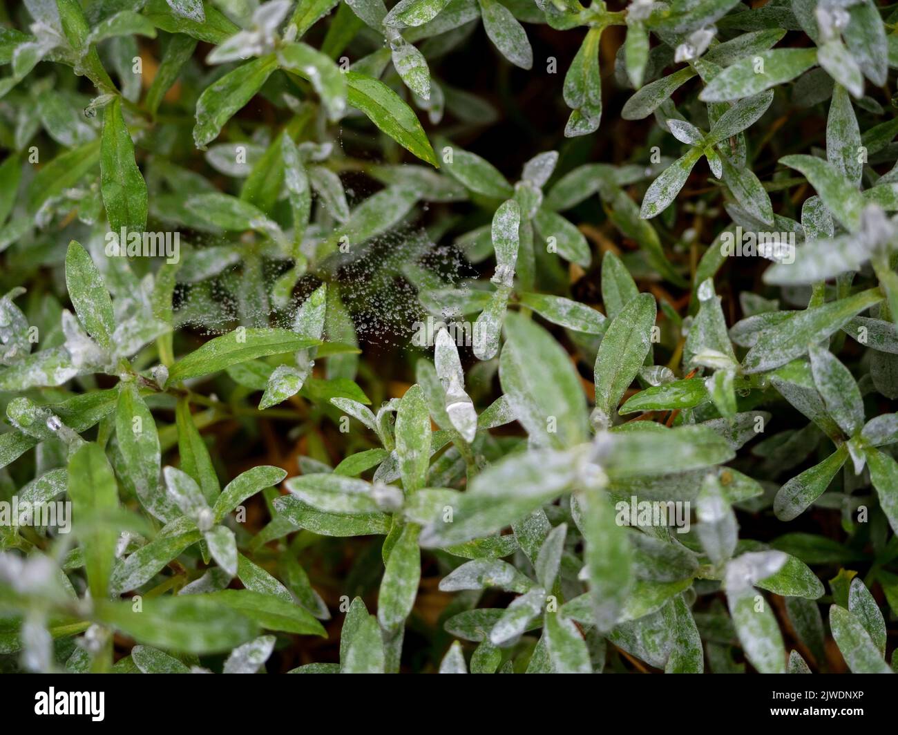 Snow in Summer plant leaves, close up photo of a shrub in outdoor garden Stock Photo