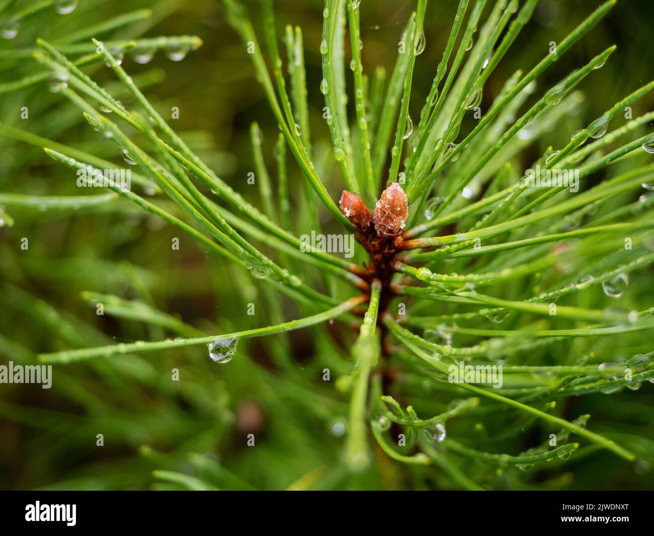 Coniferous tree branch drops hi-res stock photography and images - Alamy