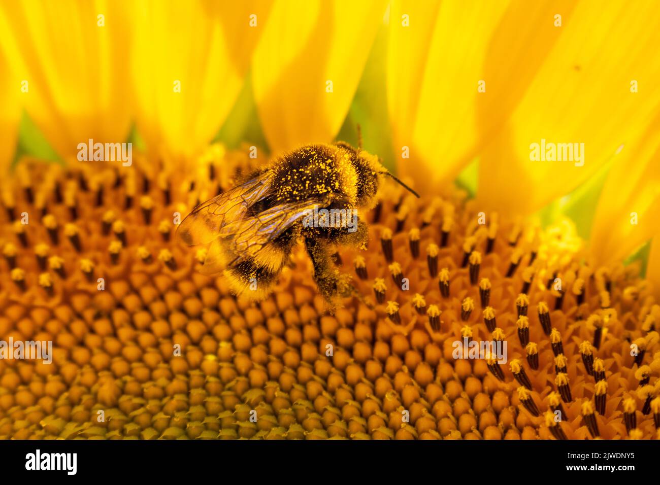 honey bee drunk on pollen from a sunflower 4 Stock Photo Alamy